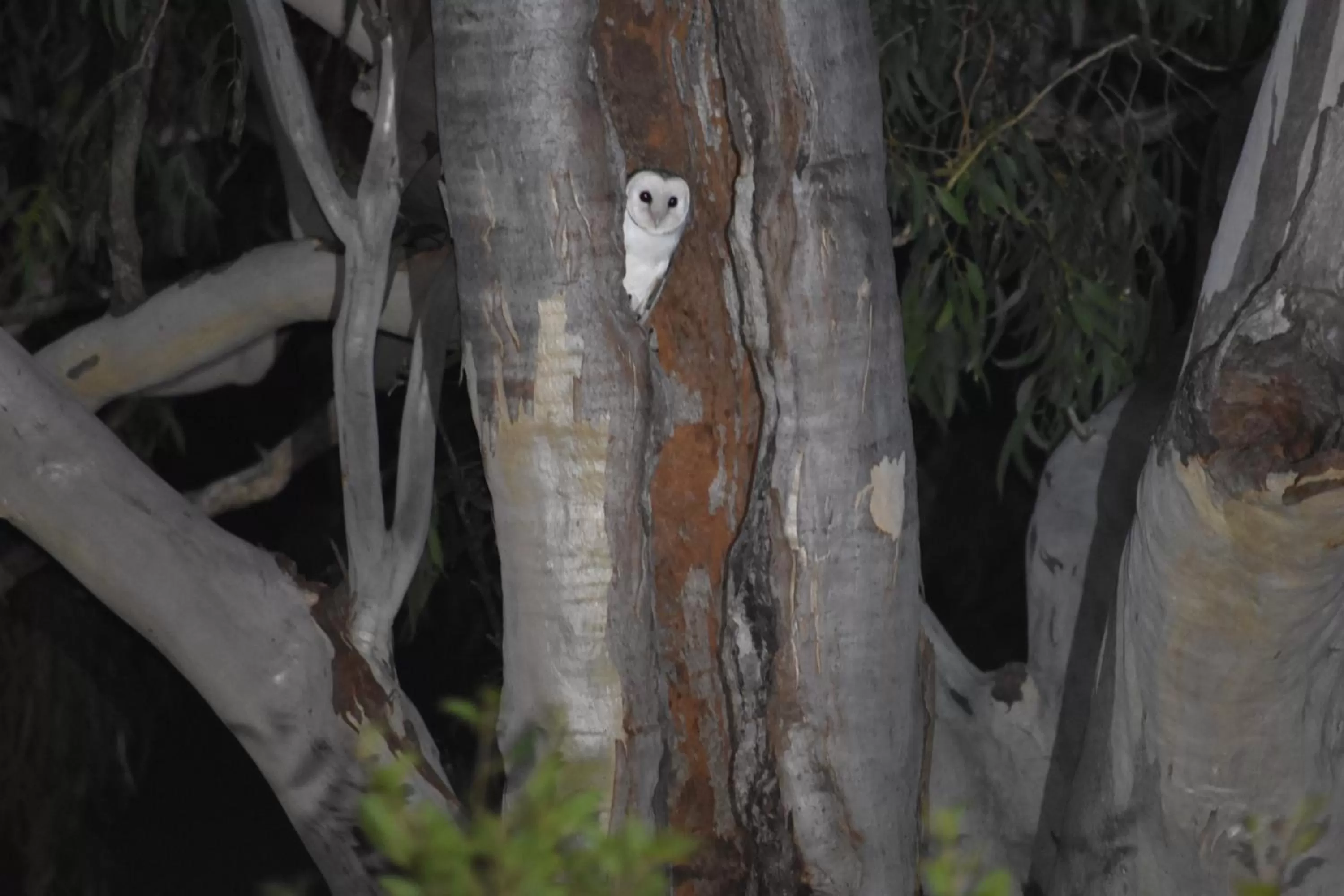 Animals in Mapleton Springs