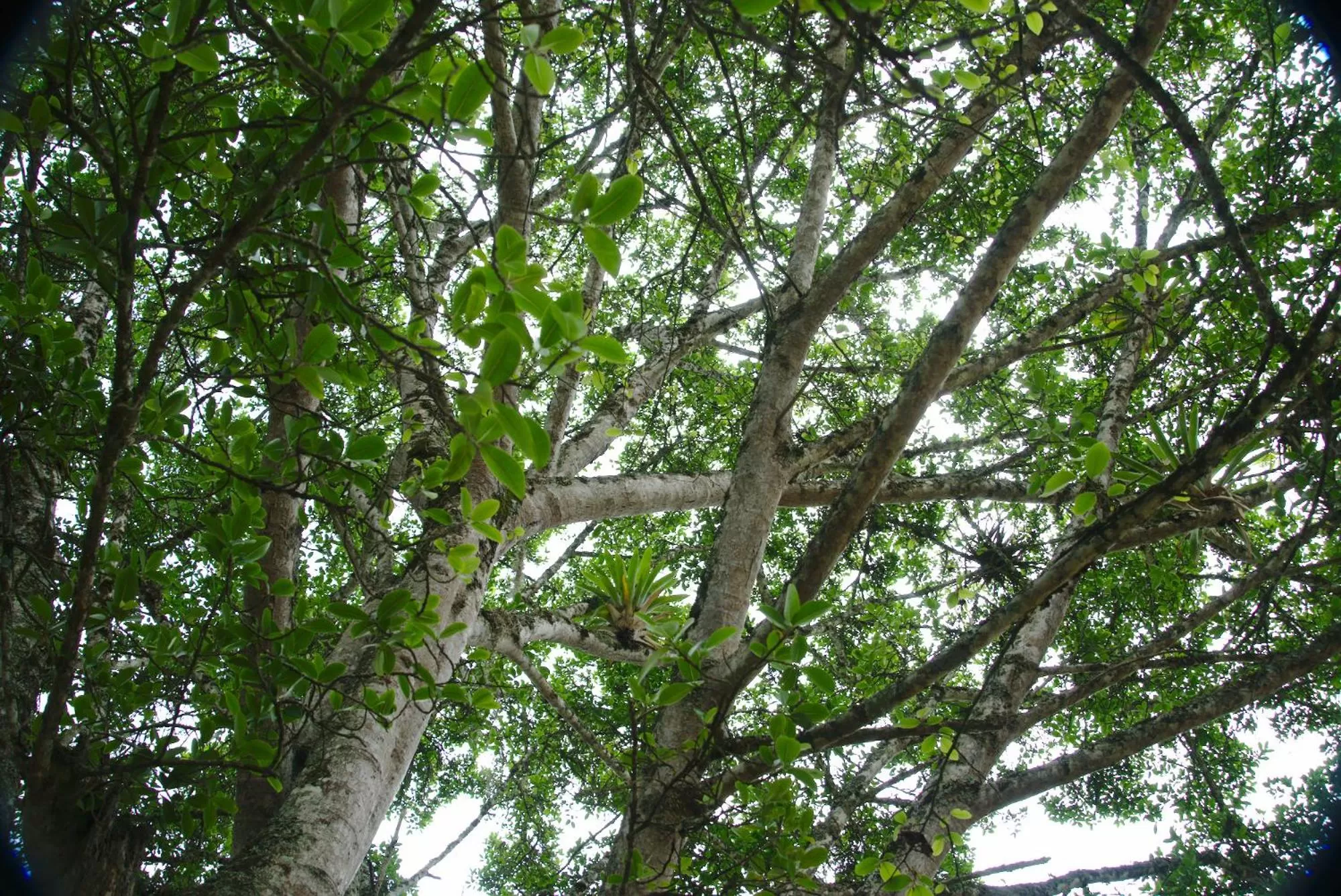 Natural landscape in Finca Umnisa - Choachi