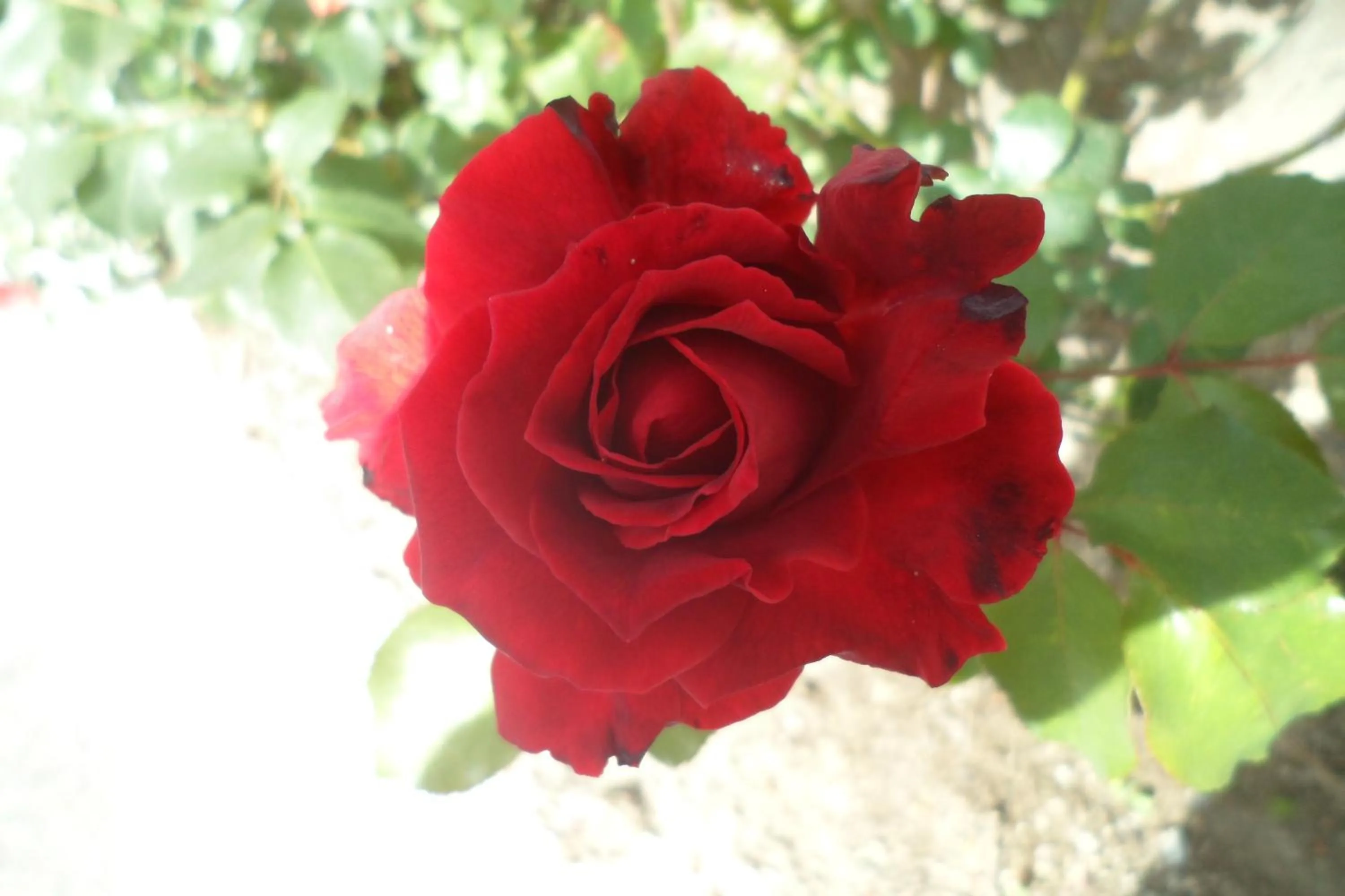 Other in Hotel Park Calitto