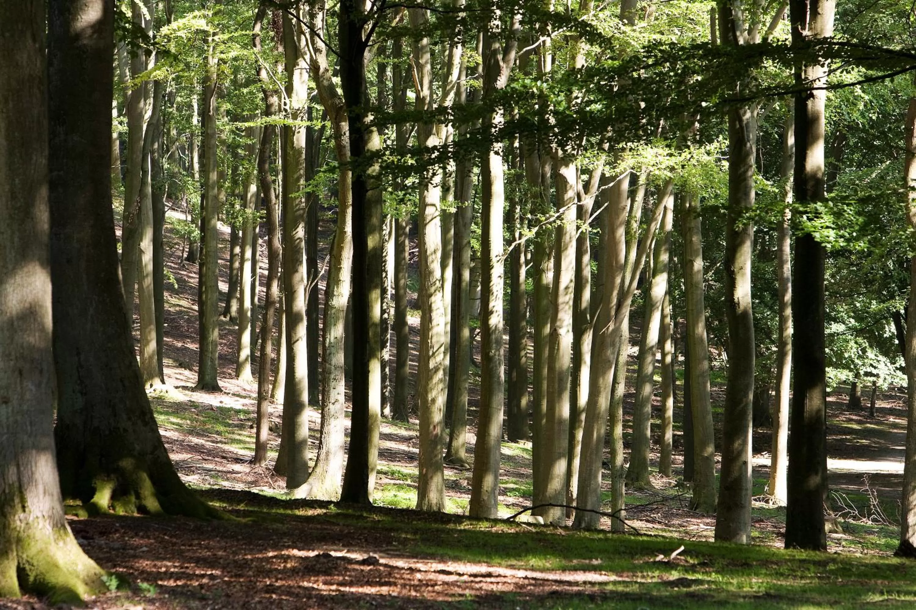 Area and facilities in Hotel Hedegaarden