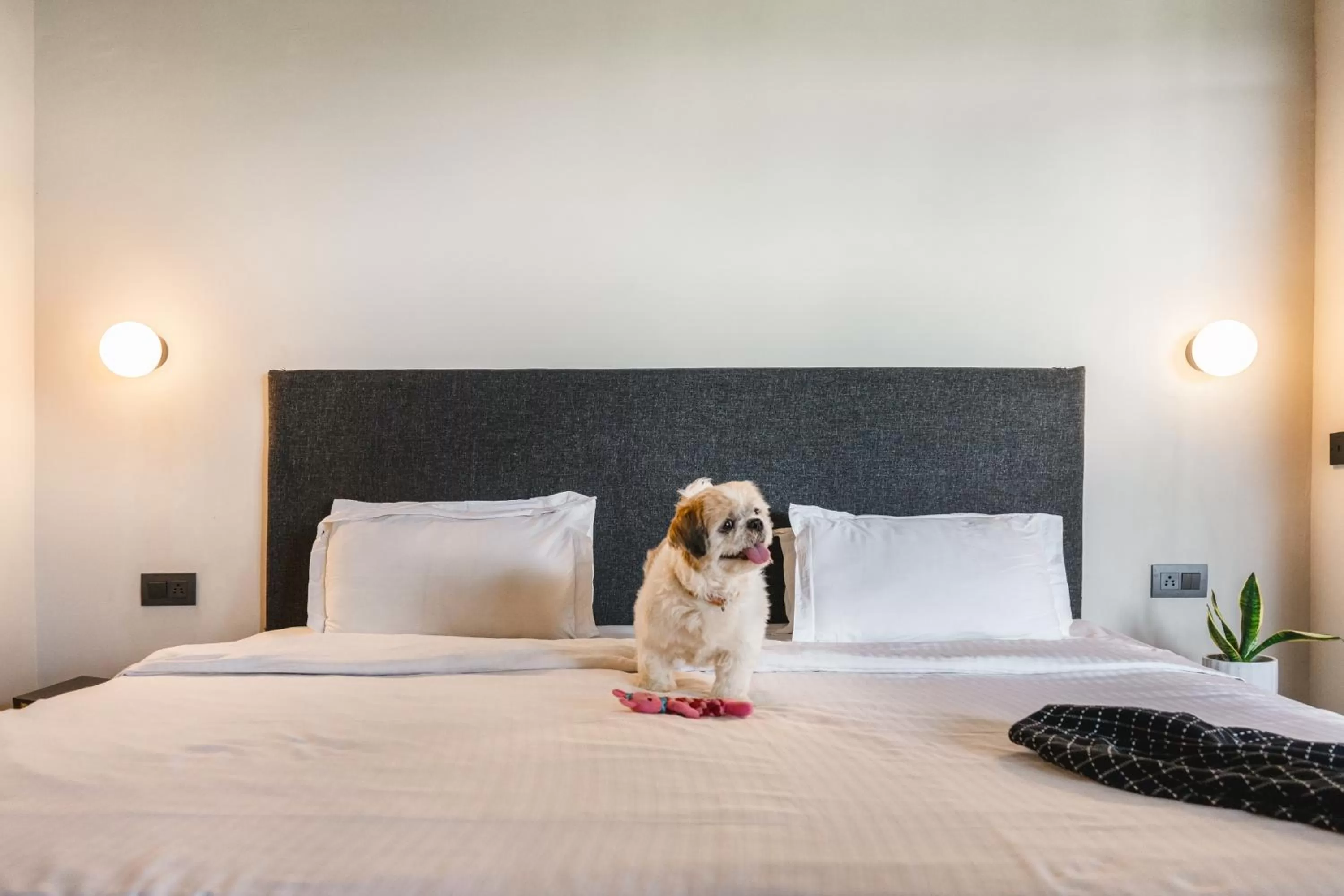 Pets in LetsBunk Poshtel & Suites