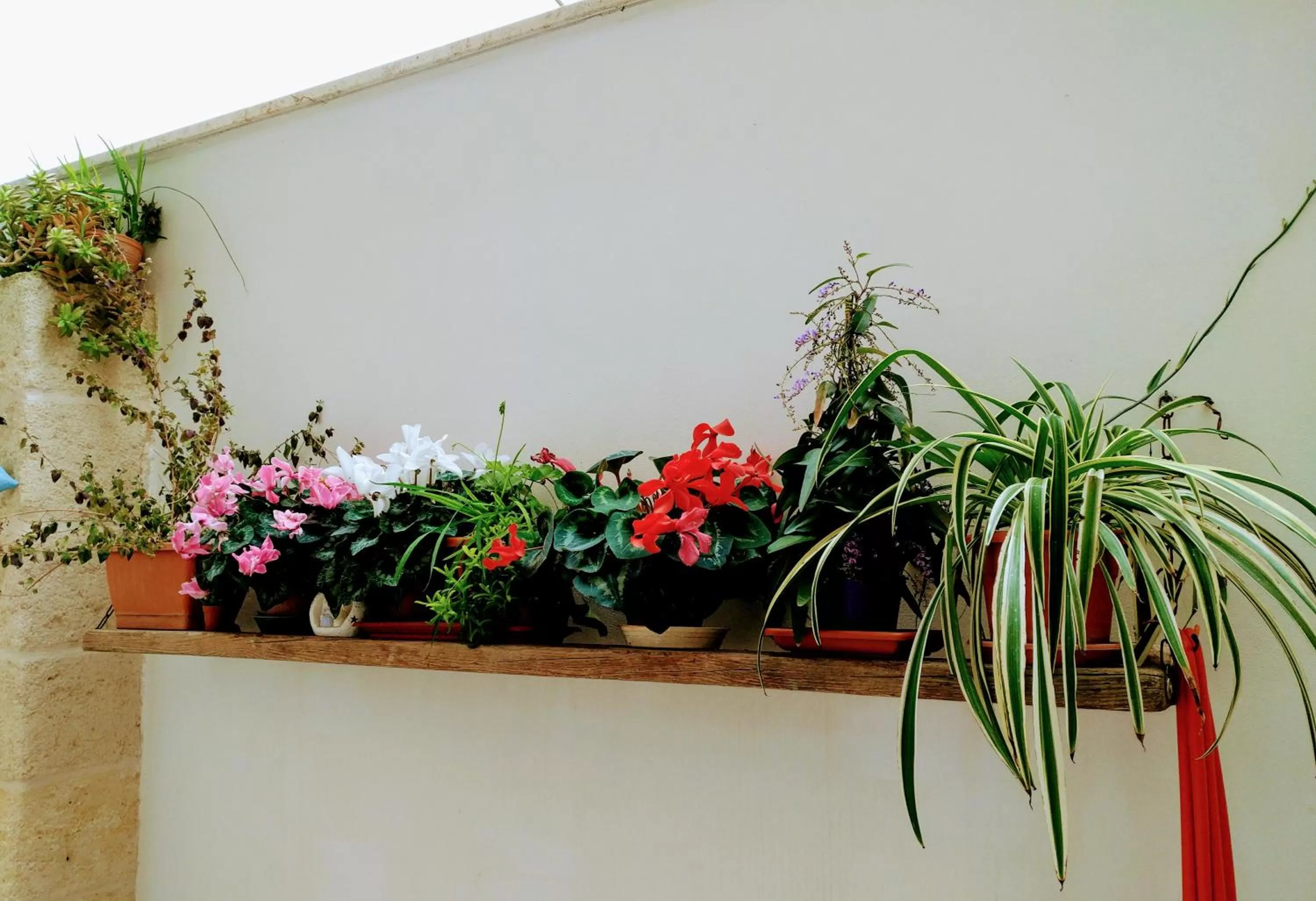 Garden in Casa della Nonna Polignano a mare