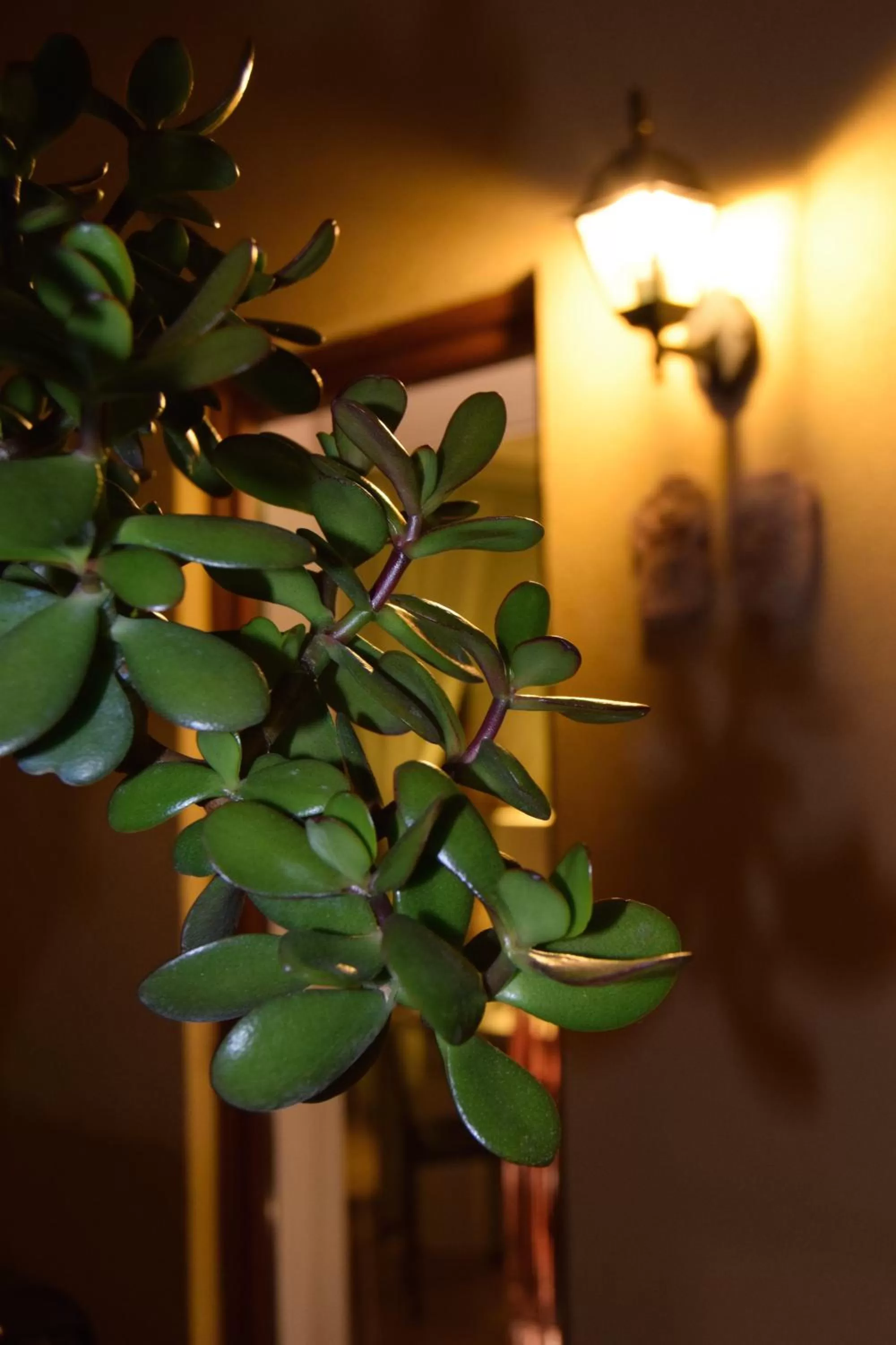 Other in Residence Segattini