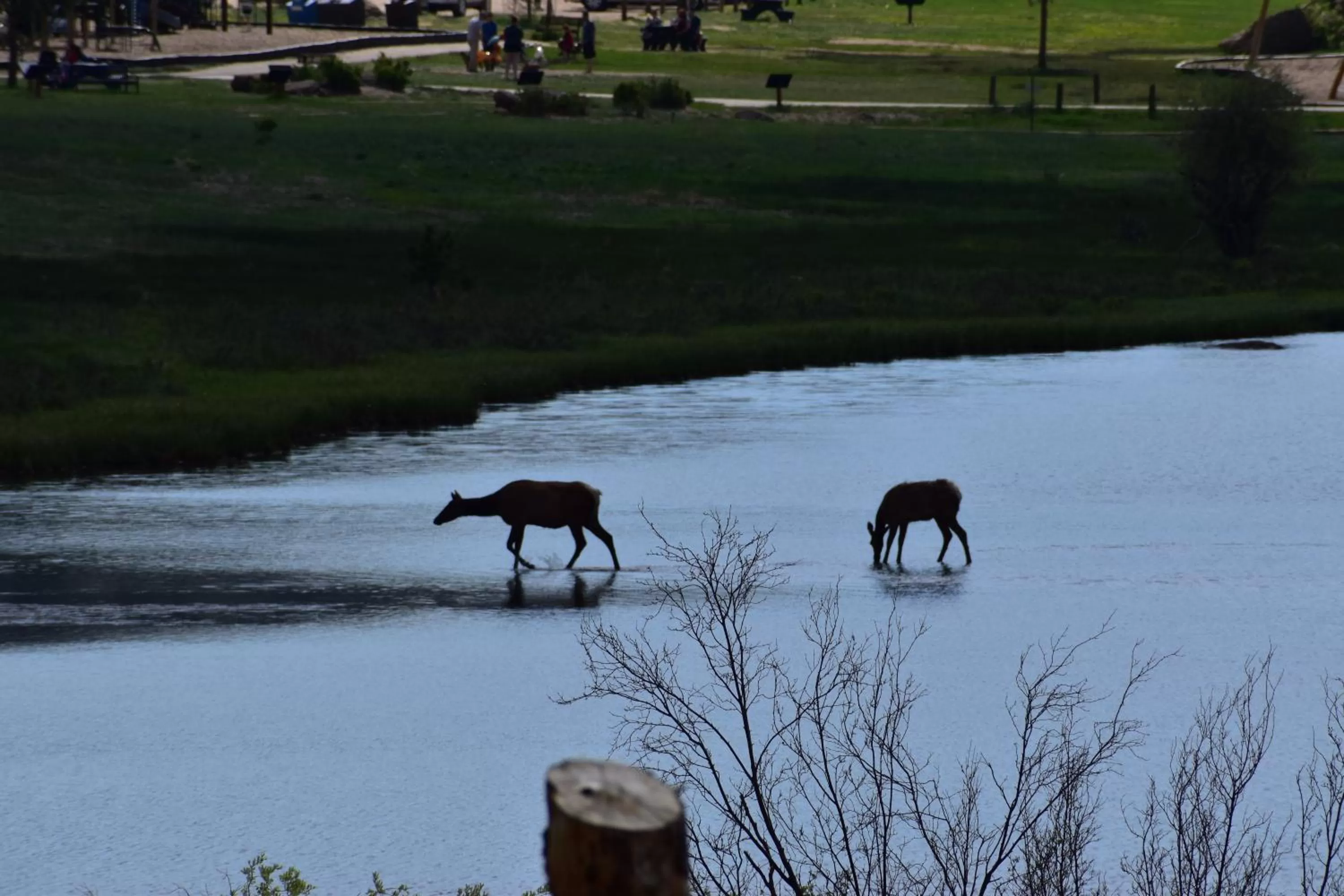 Other Animals in Estes Lake Lodge
