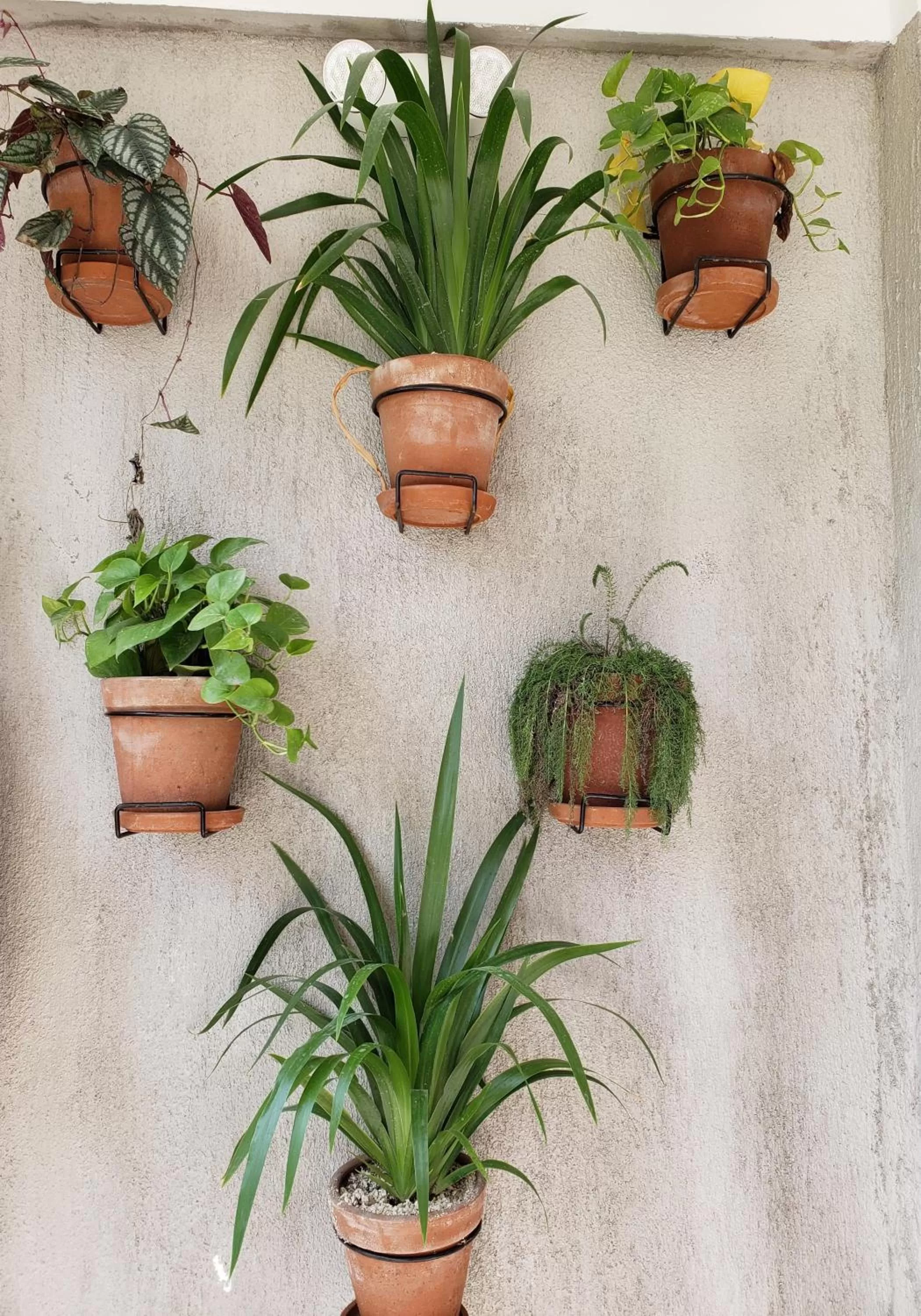 Garden in Hotel Citlalli