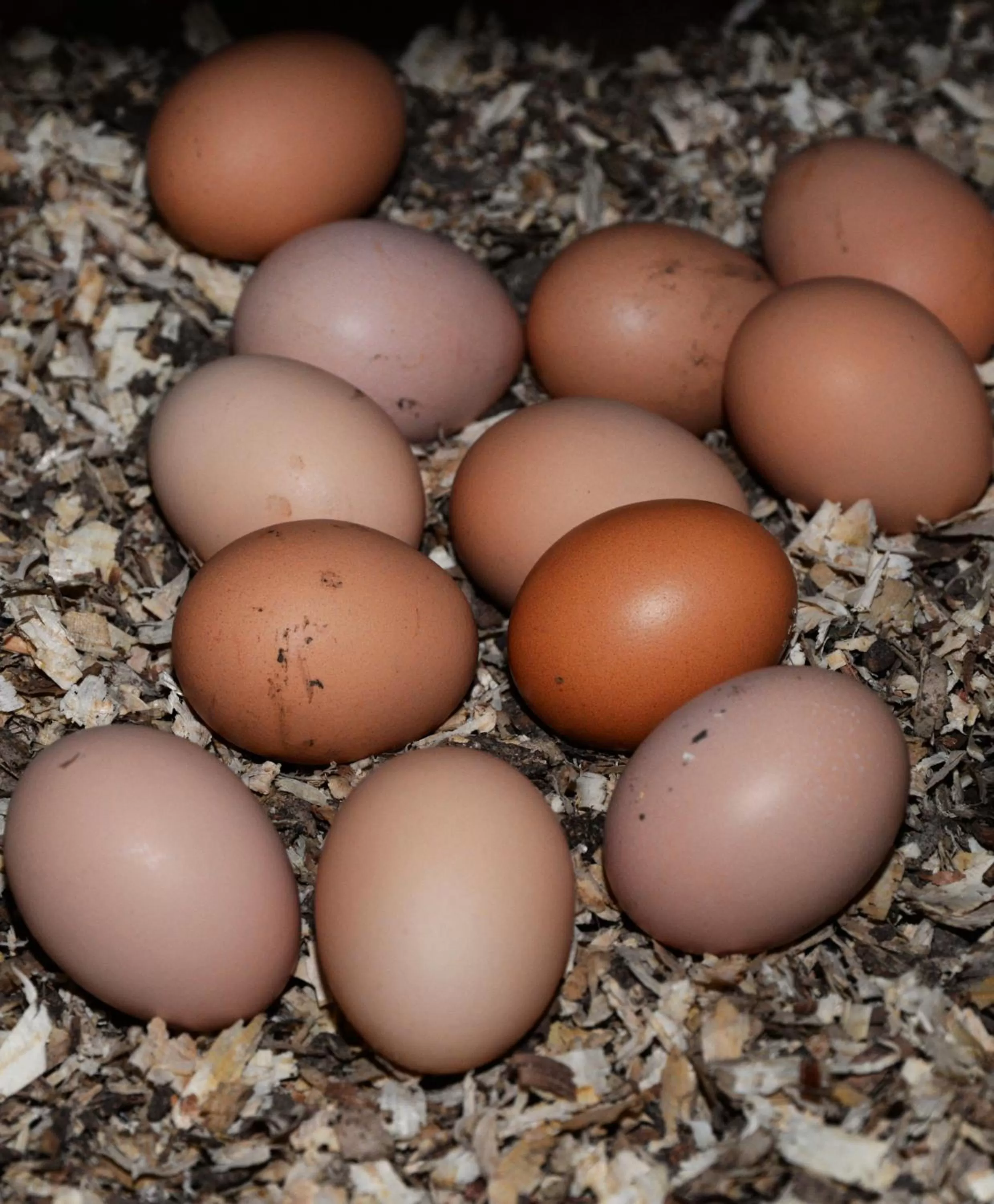 Spring in Gabriel House Guesthouse