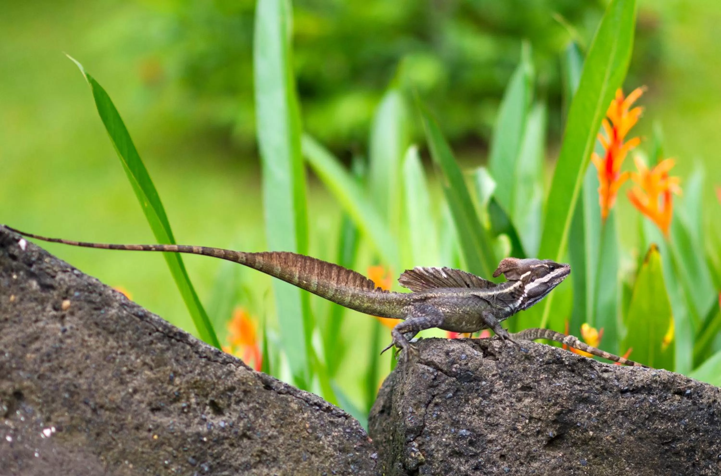 Natural landscape in Pumilio Mountain & Ocean Hotel
