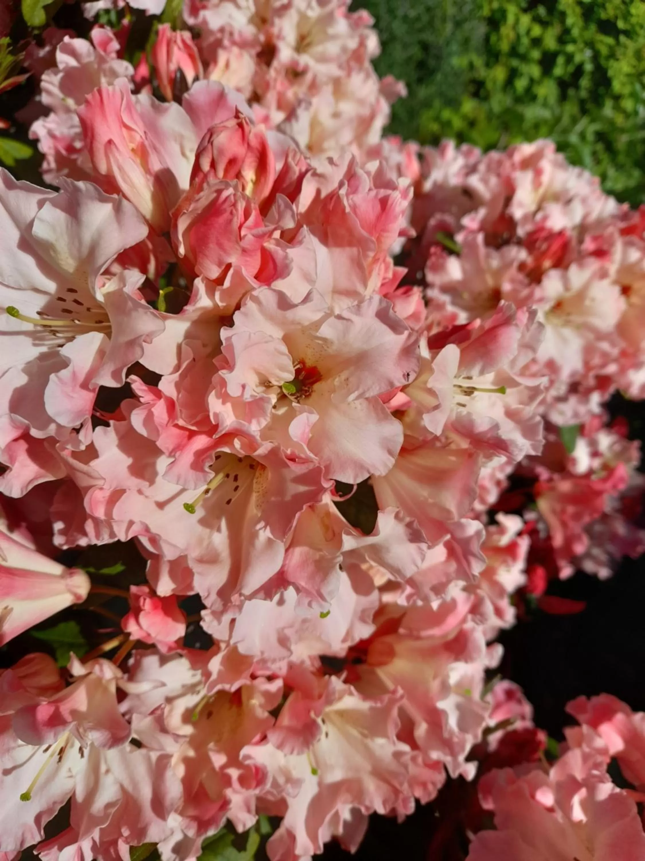 Hillside Bed and Breakfast