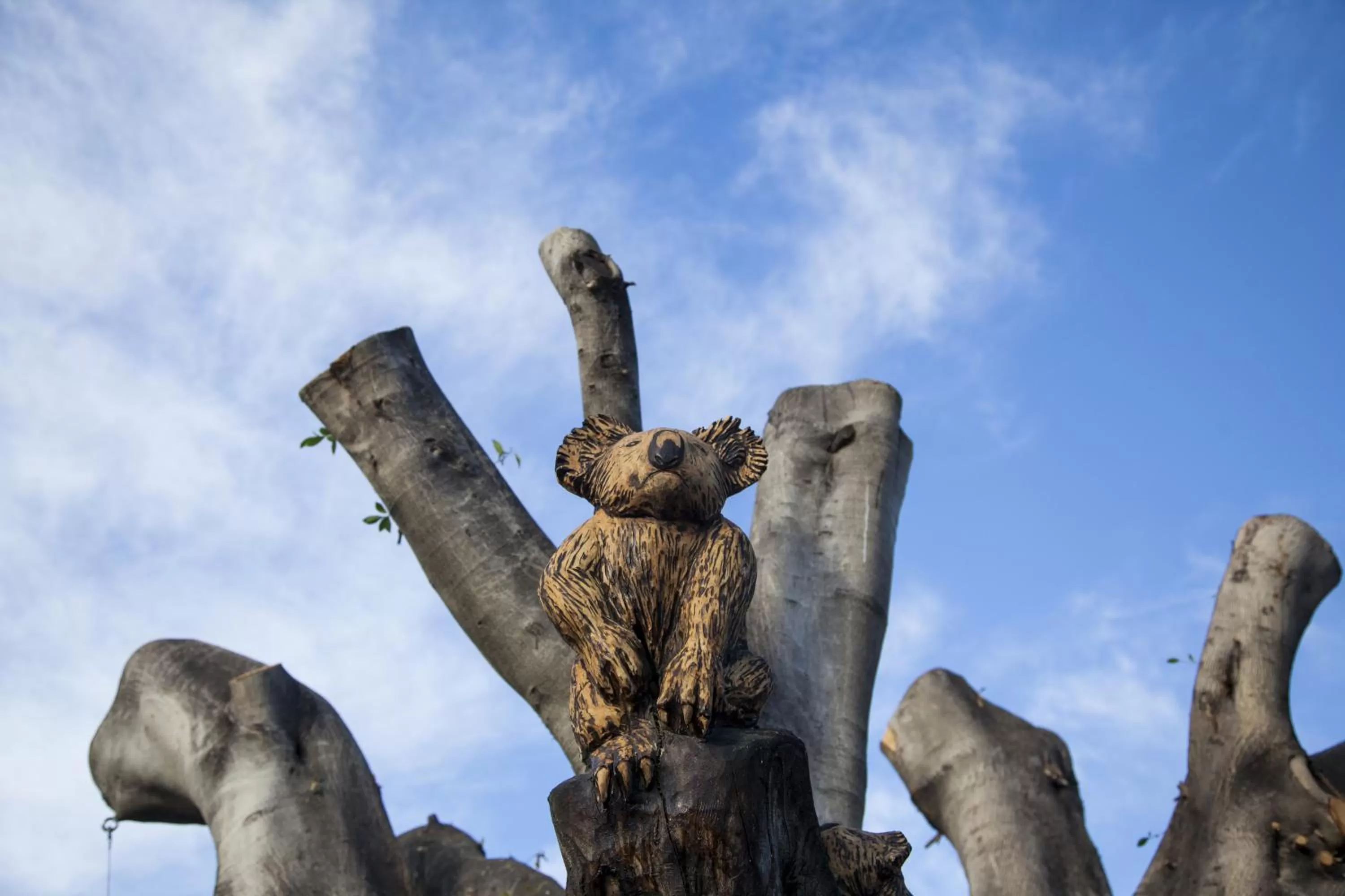 Garden in Flag Motor Lodge