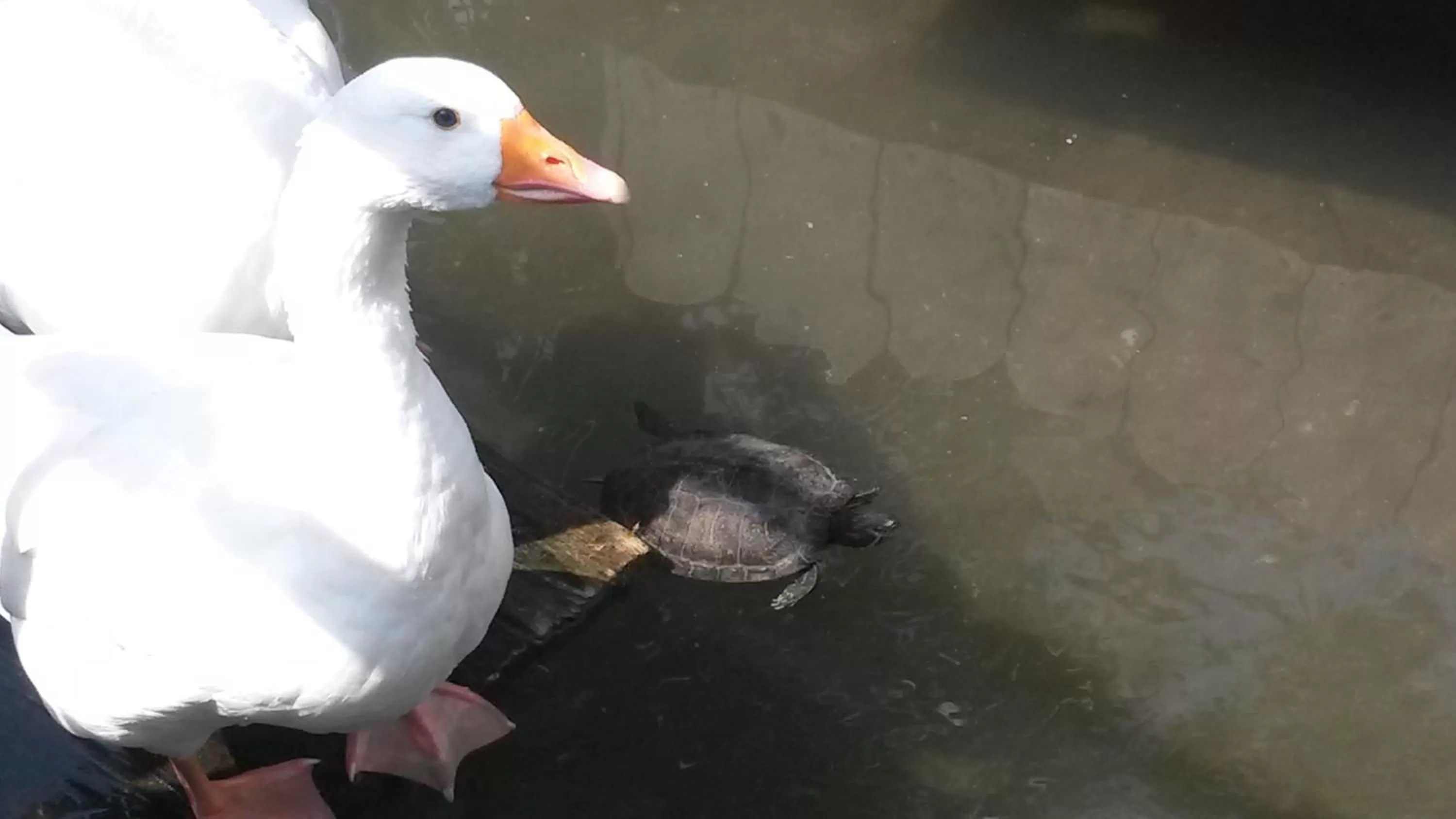 Garden in Il Laghetto