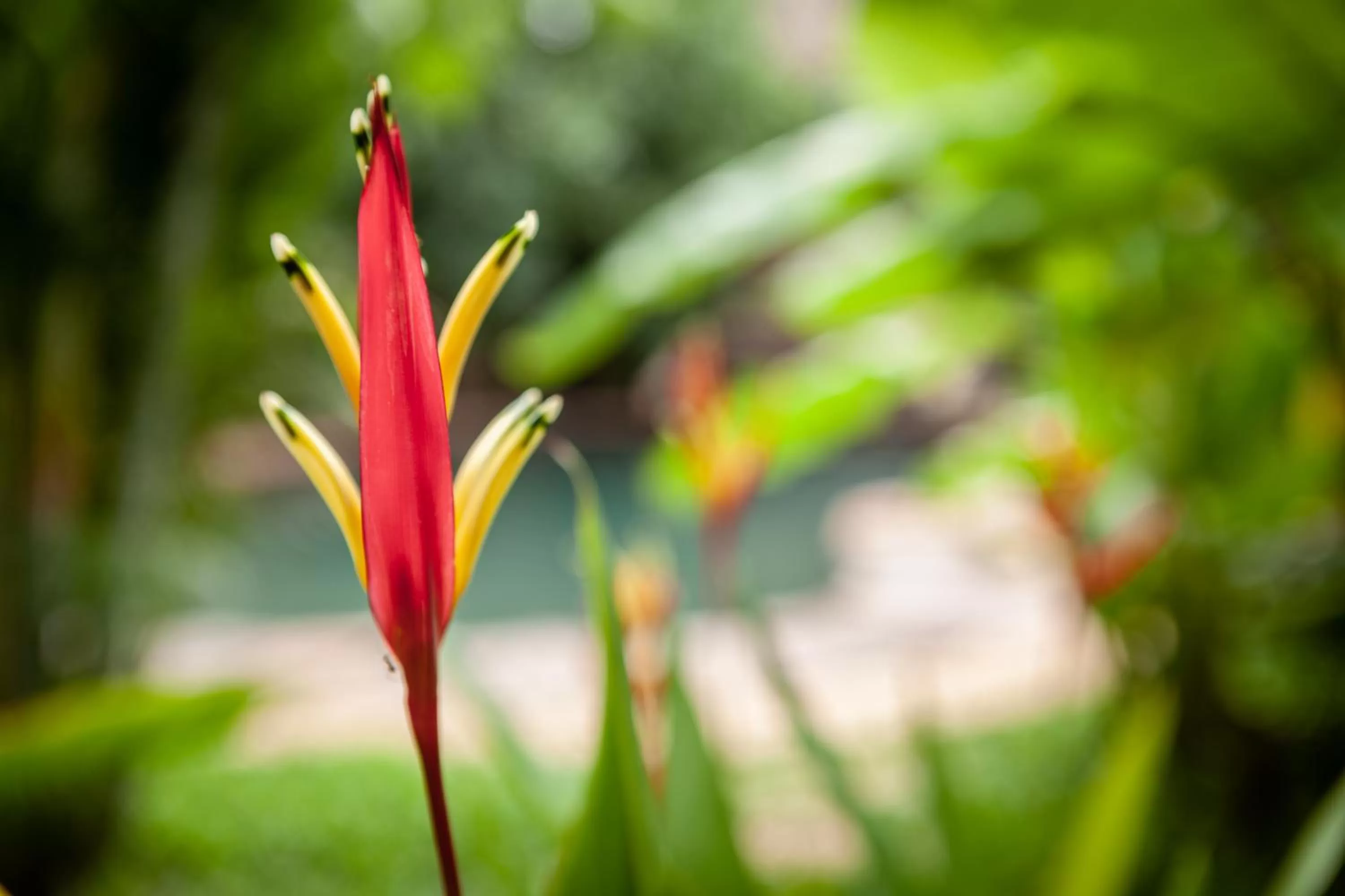Garden in Authentic Khmer Village Resort