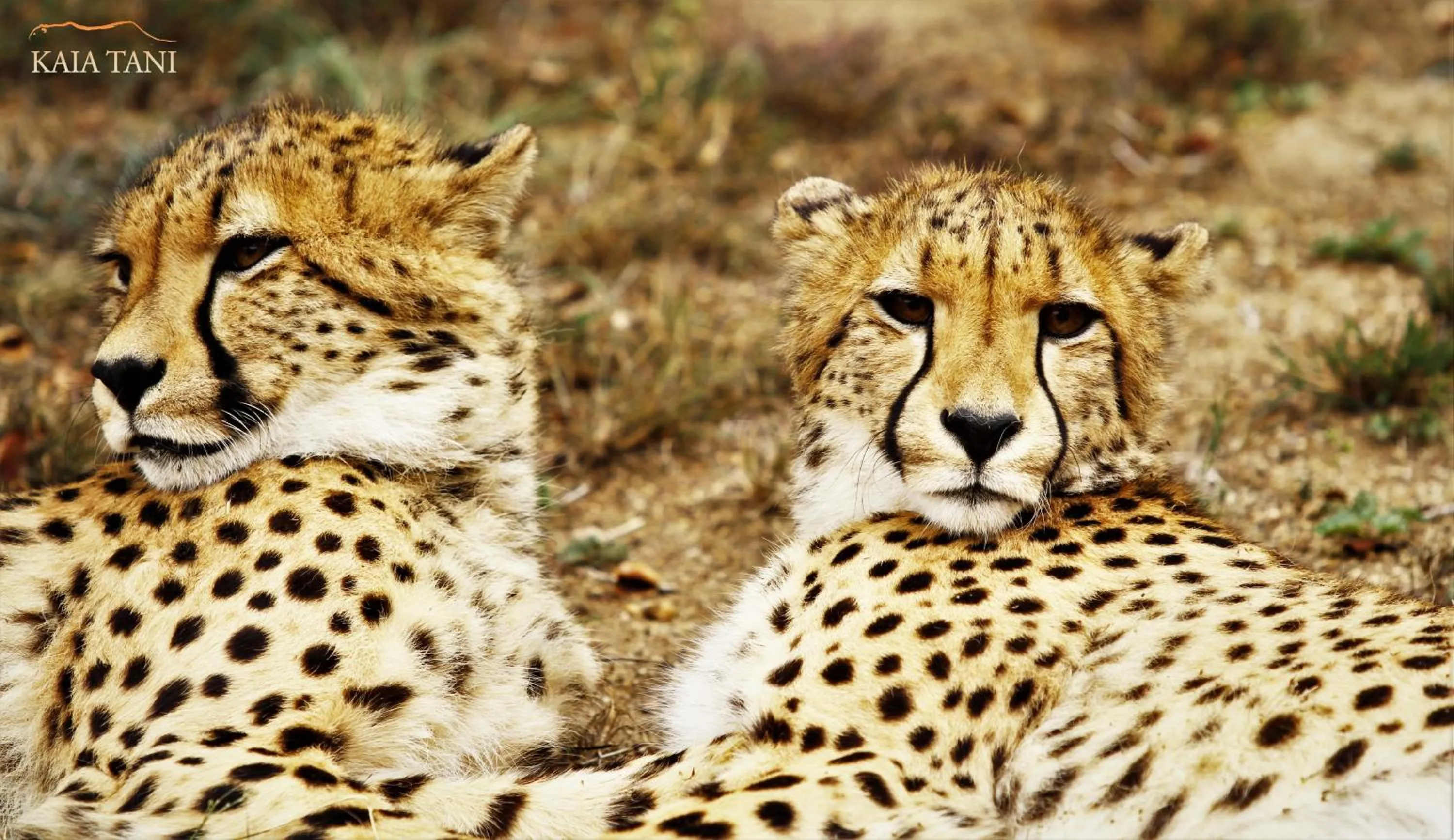 Animals in Kaia Tani Exclusive Guesthouse