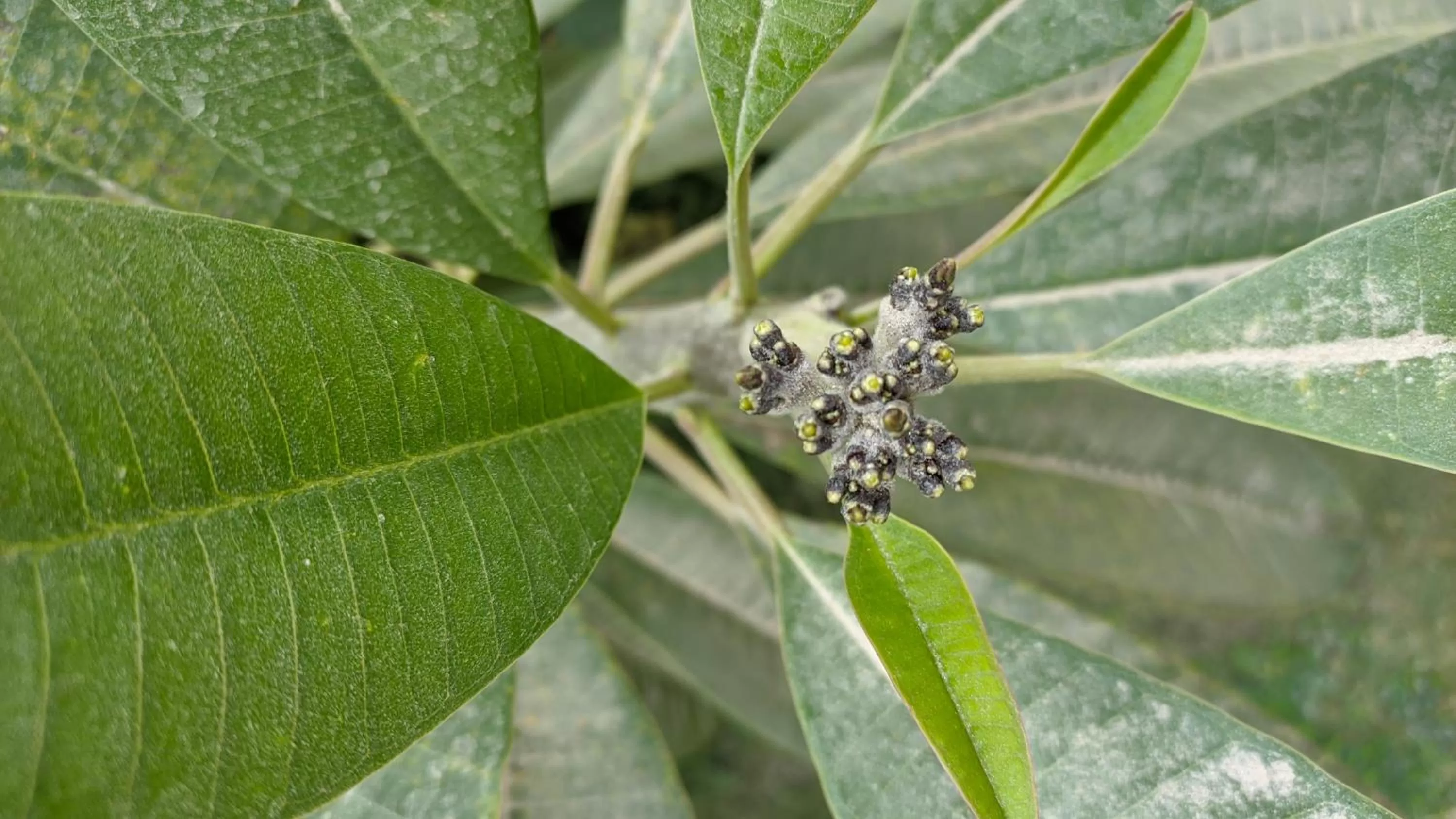 Garden in Kanthi Resorts Badami