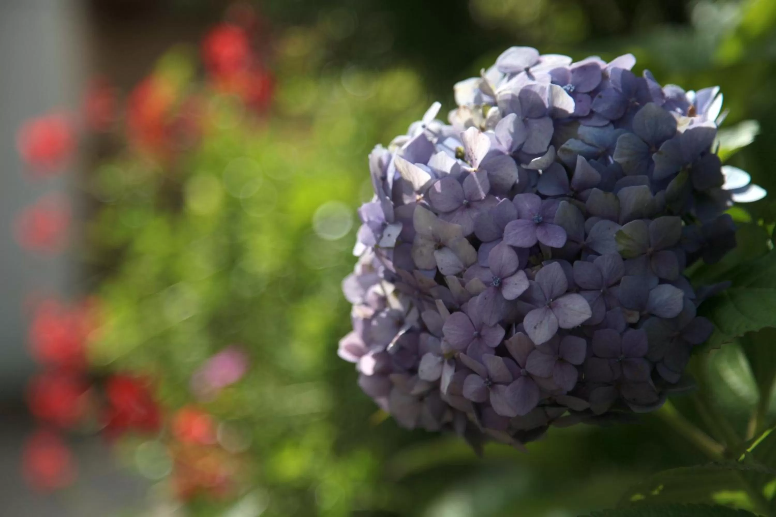 Garden in Casa del Girasole