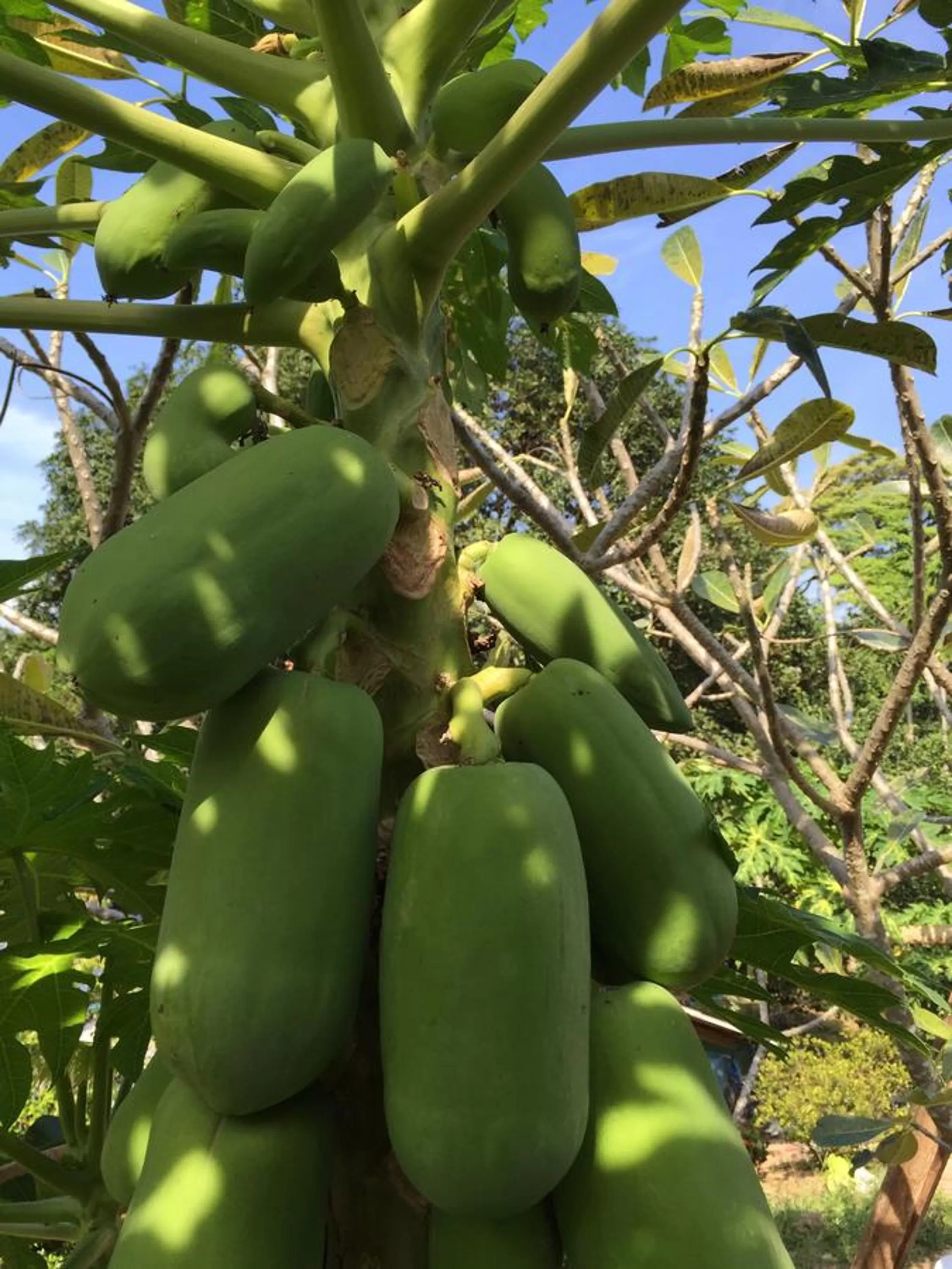 Garden in Elephant & Castle