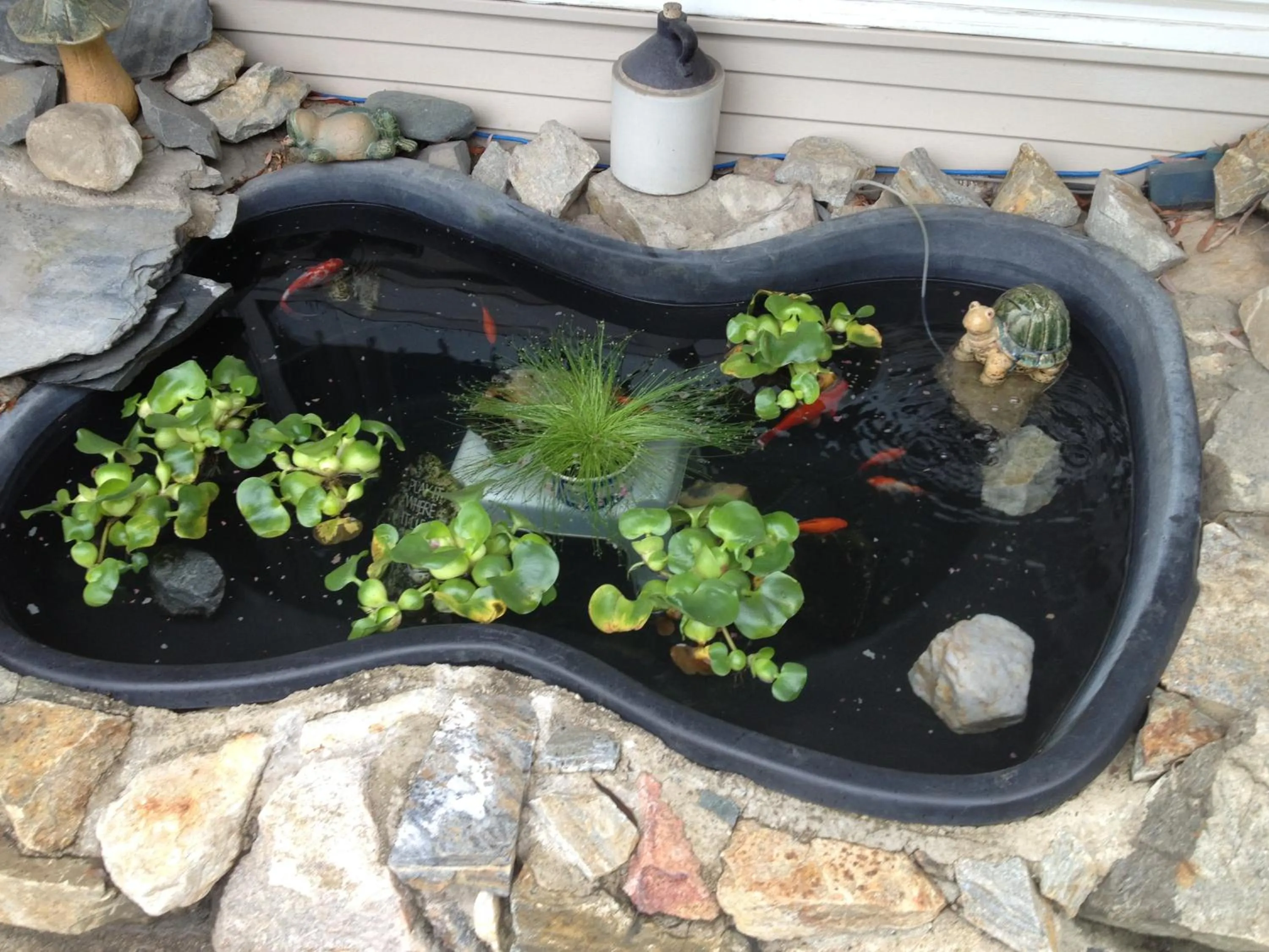 Animals in Overlander Motel