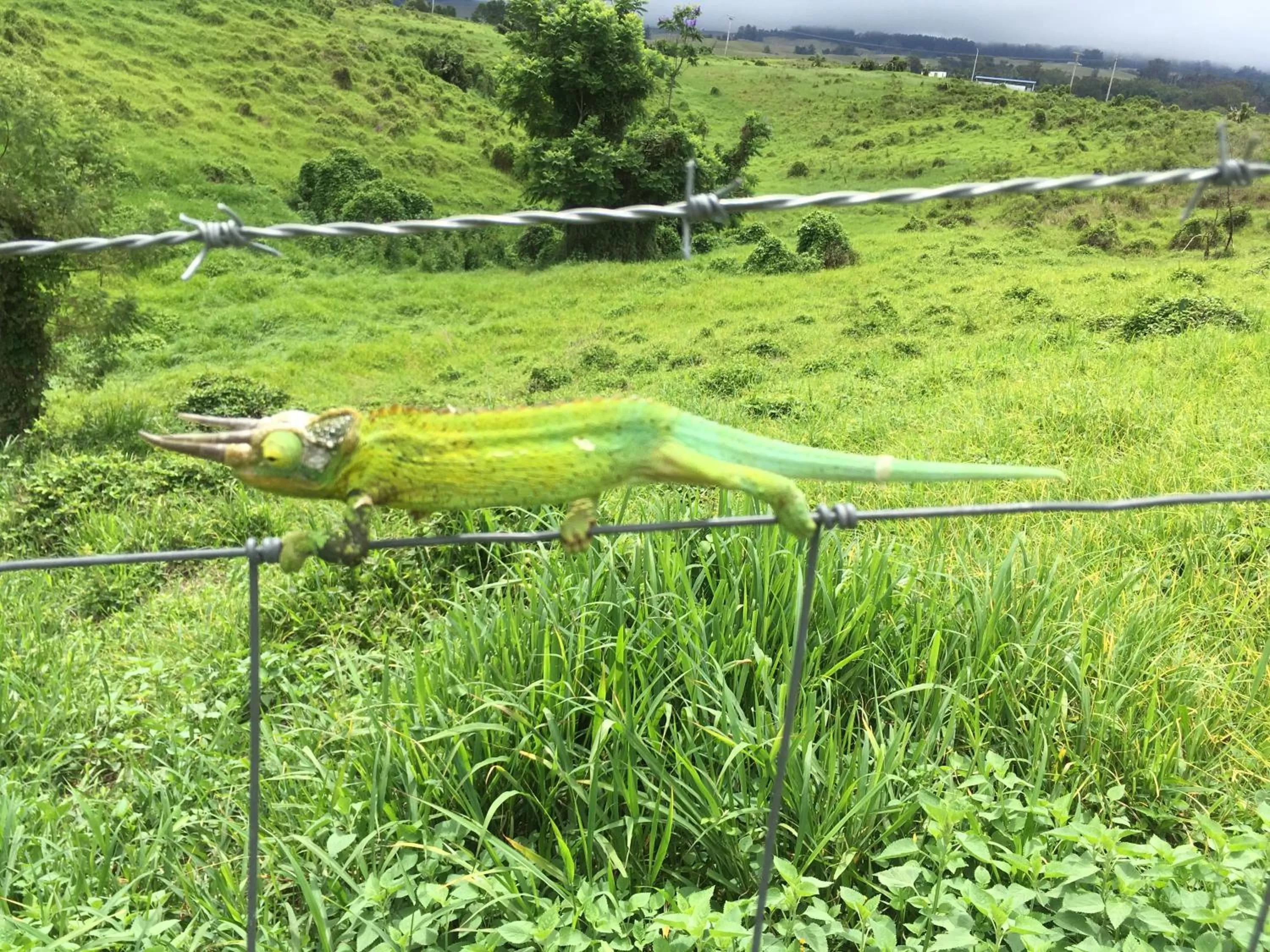 Animals in Ha'le Kiana