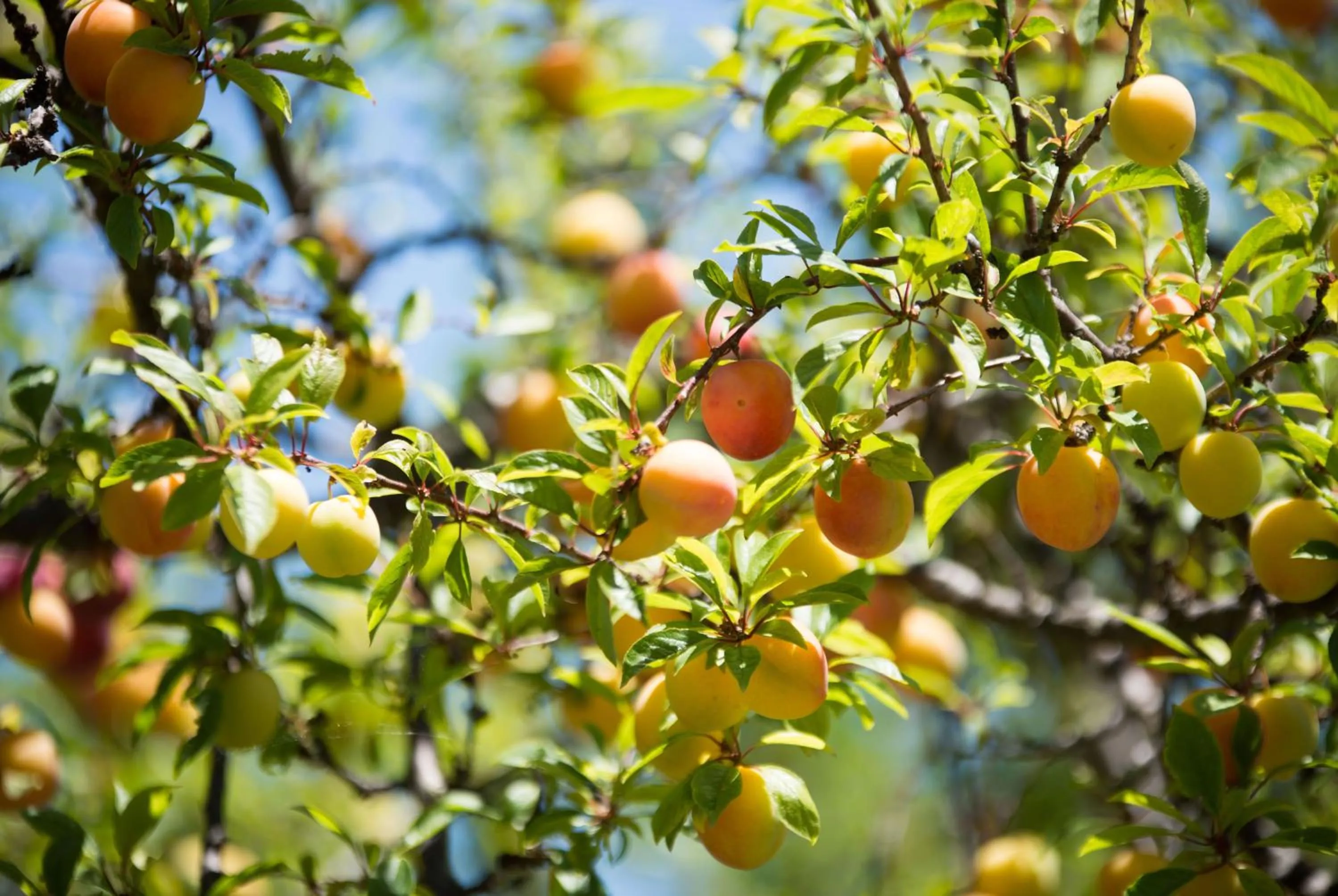 Garden in Hotel Internazionale