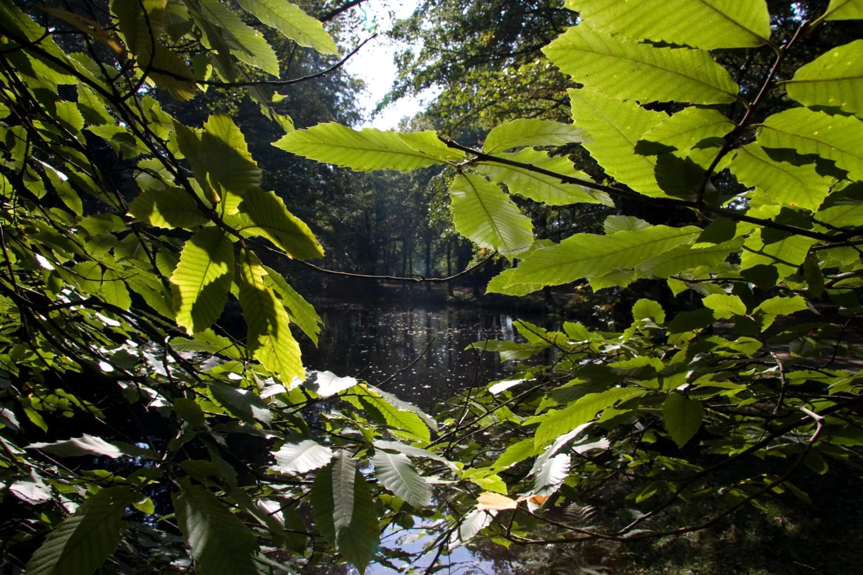 Area and facilities in VILA VITA Burghotel Dinklage