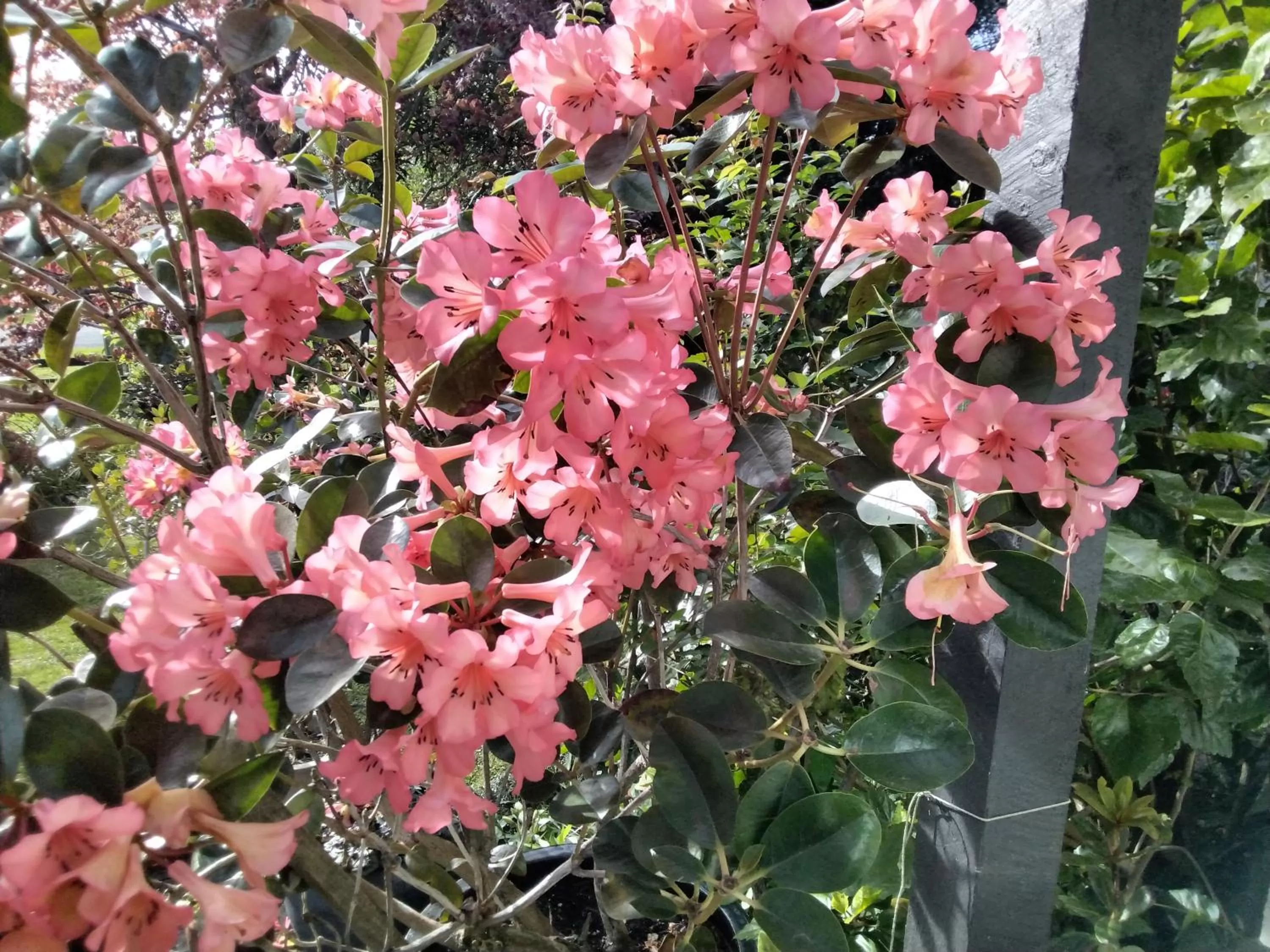 Garden in Ashcroft Gardens Bed & Breakfast