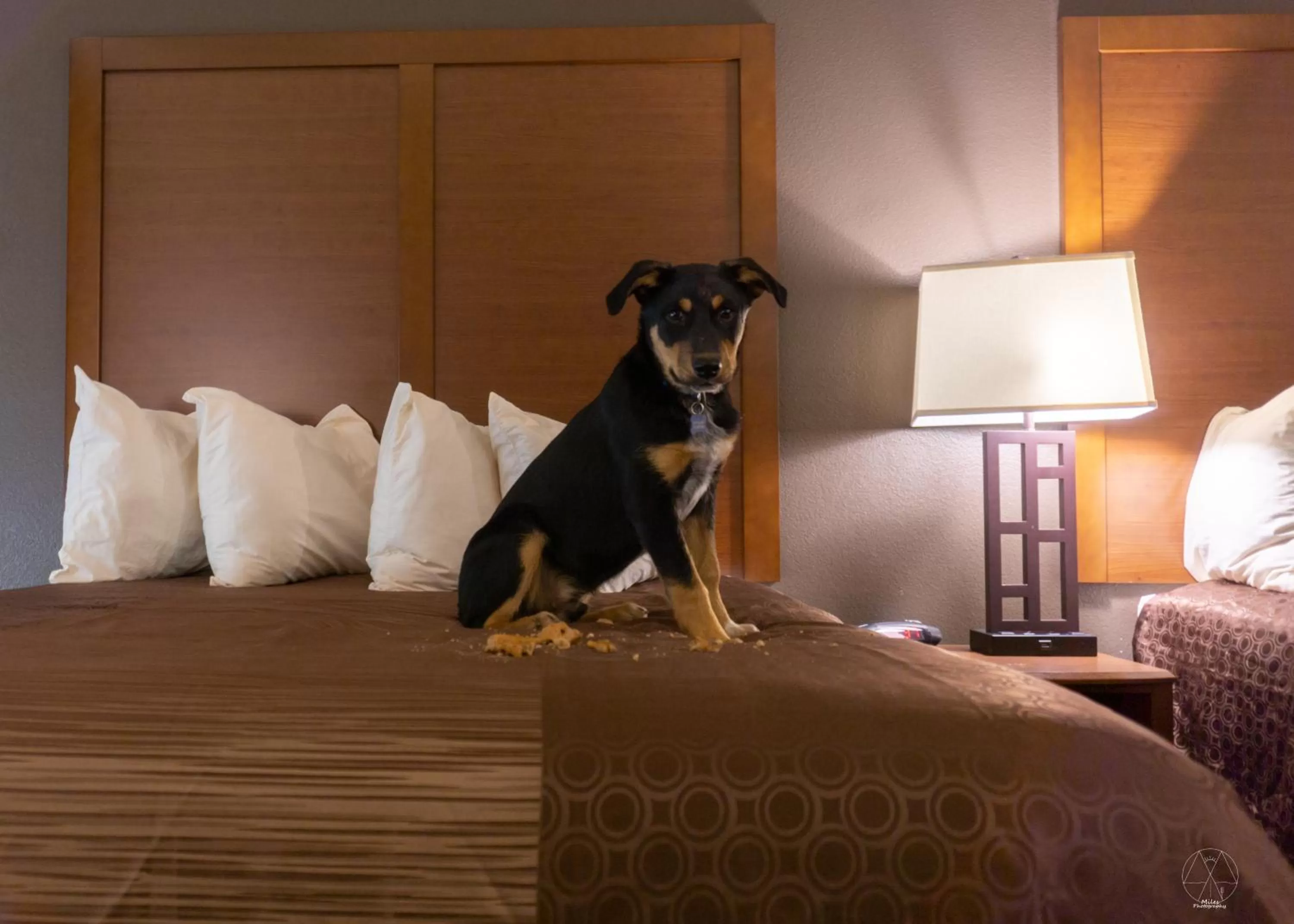 Bedroom, Pets in Newcastle Lodge & Convention Center