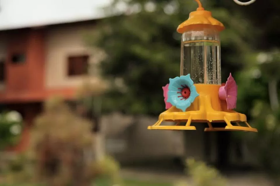 Garden view in Hotel Jardim