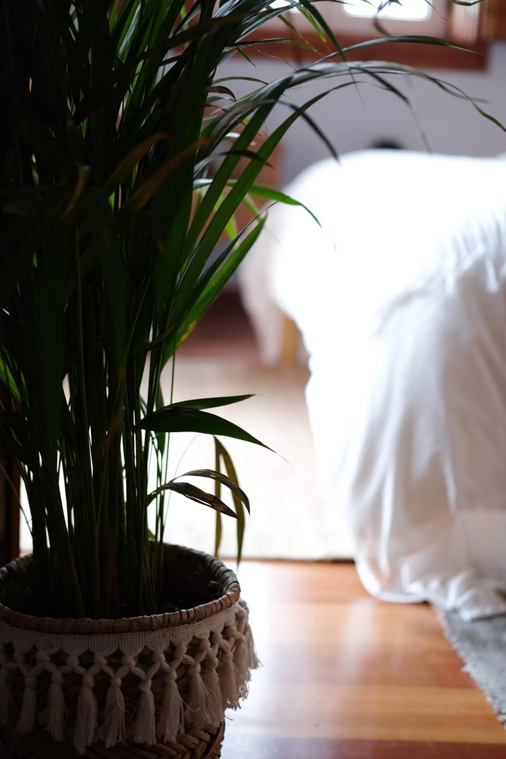 Dreamsea Surf Guest House