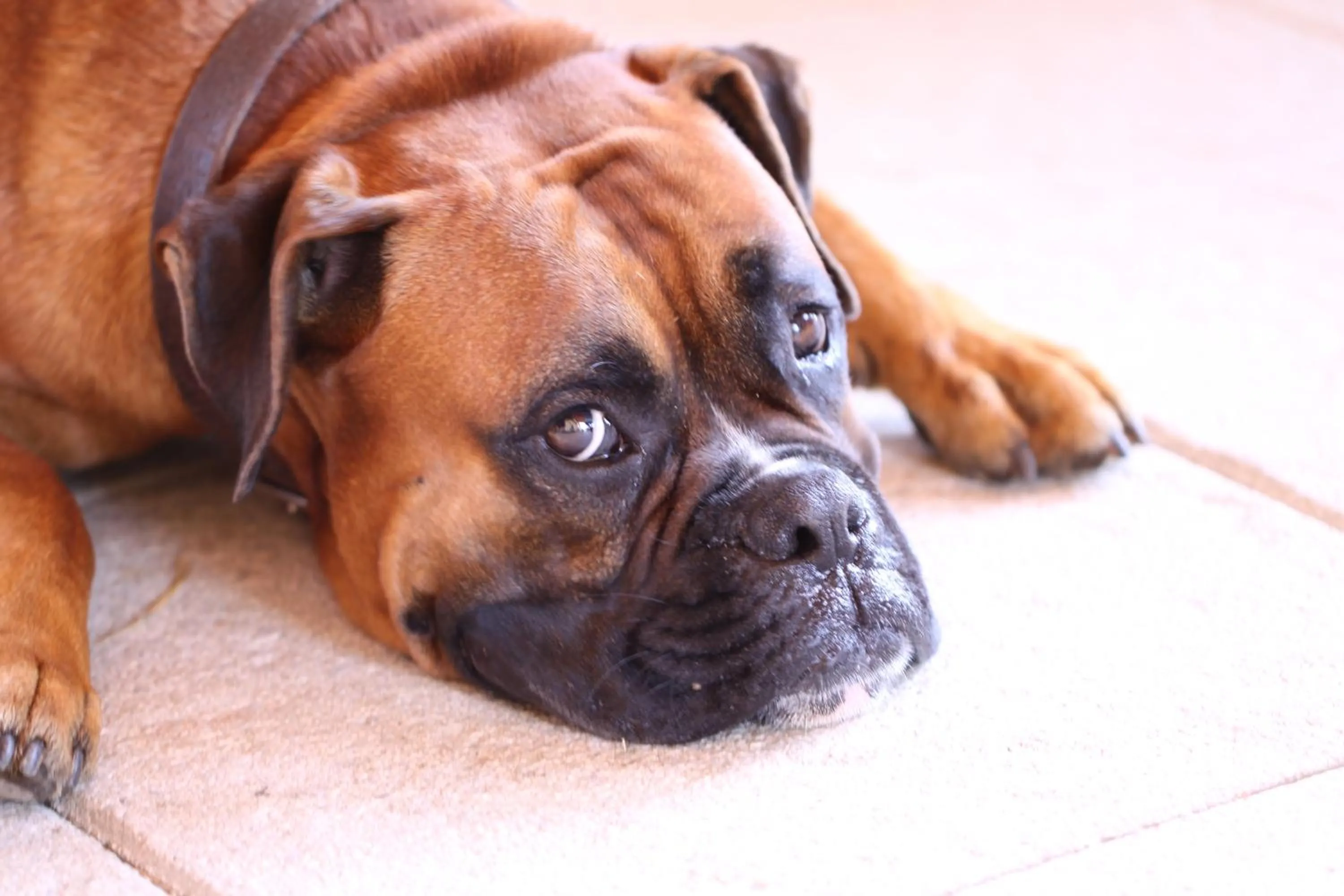 Animals in Hotel Mec