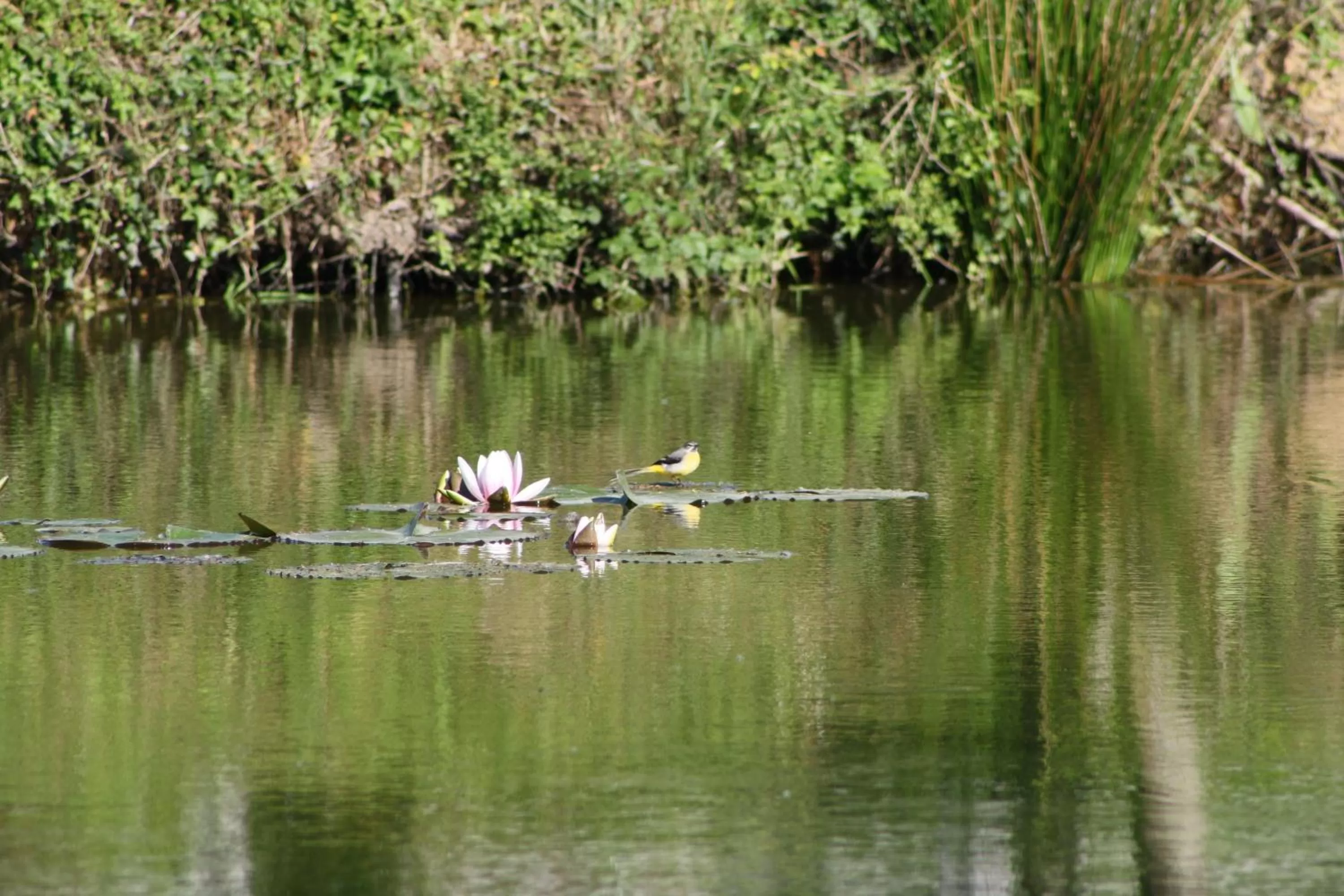 Facade/entrance, Other Animals in Chambres et Table d'Hôtes Les Machetières