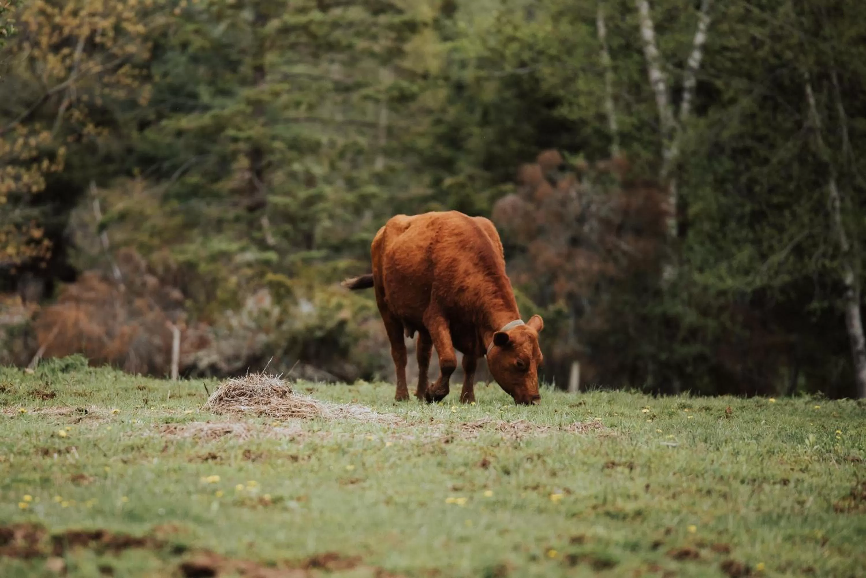 The Kitch'inn - Boutique Inn and Wine Bar