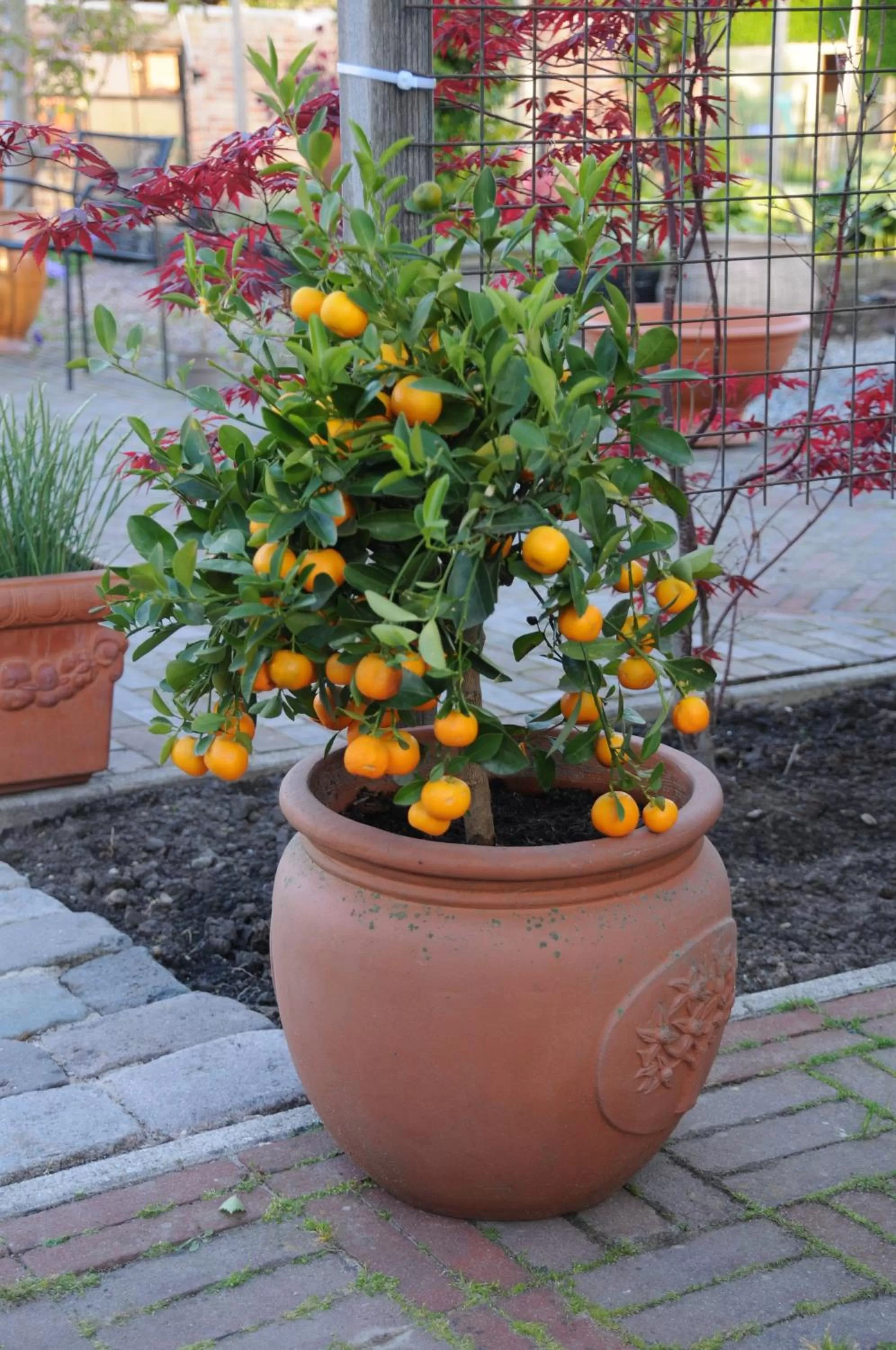 Garden in Casa Tranquila
