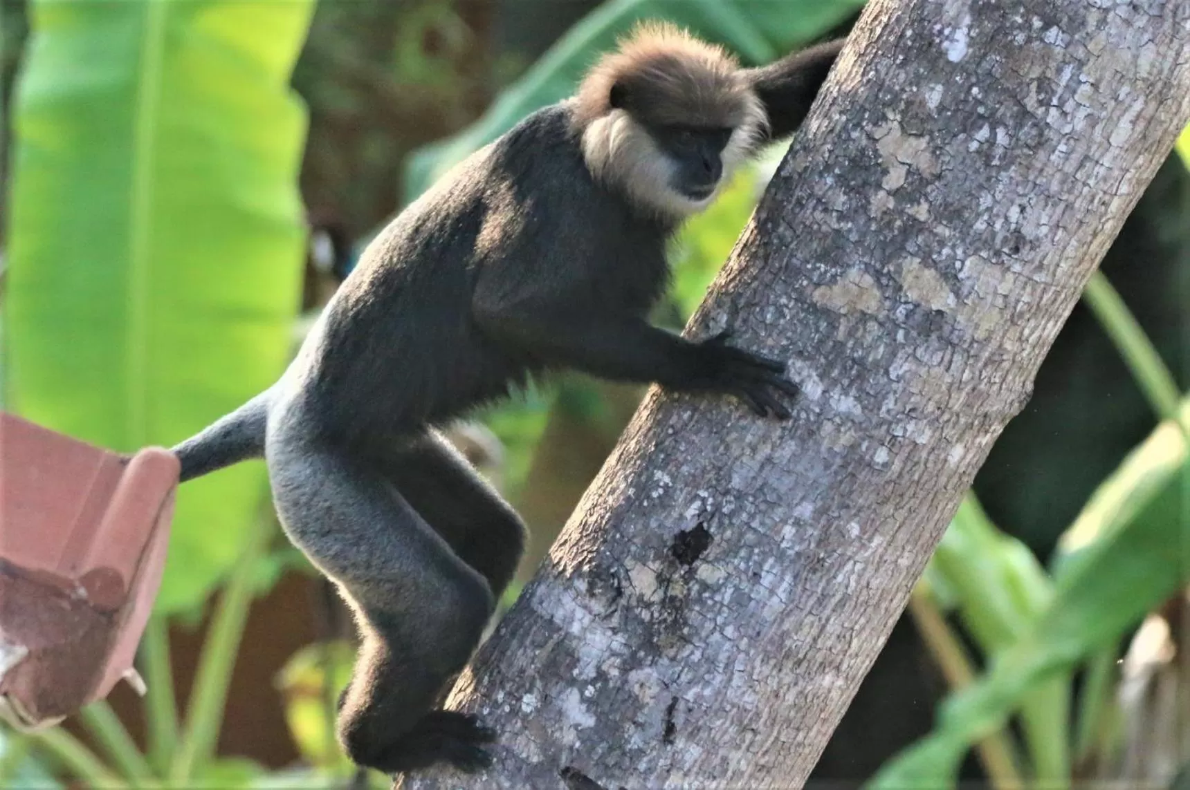 Animals, Other Animals in The Spice House Mirissa