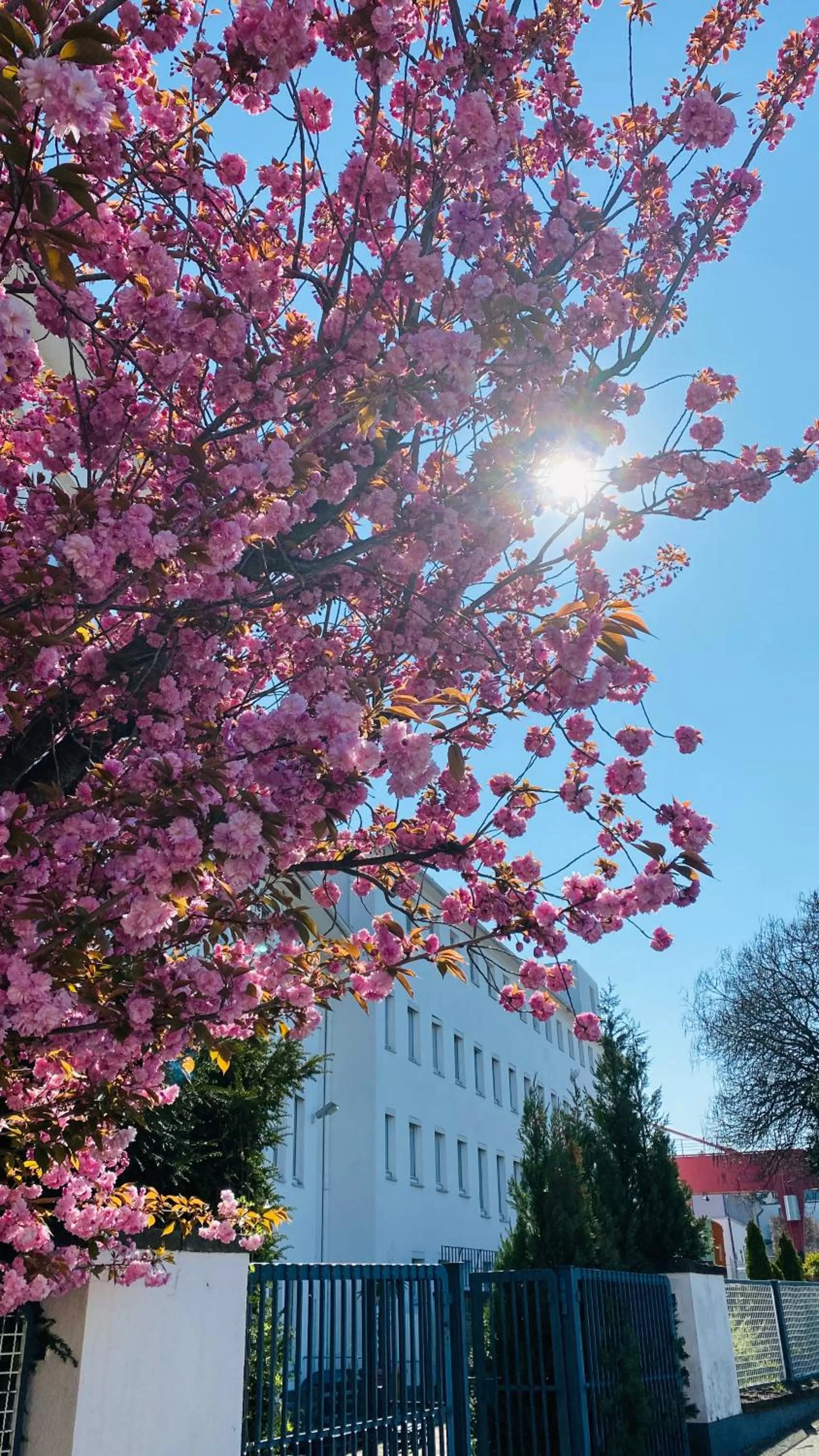 Spring in Hotel am Rhein