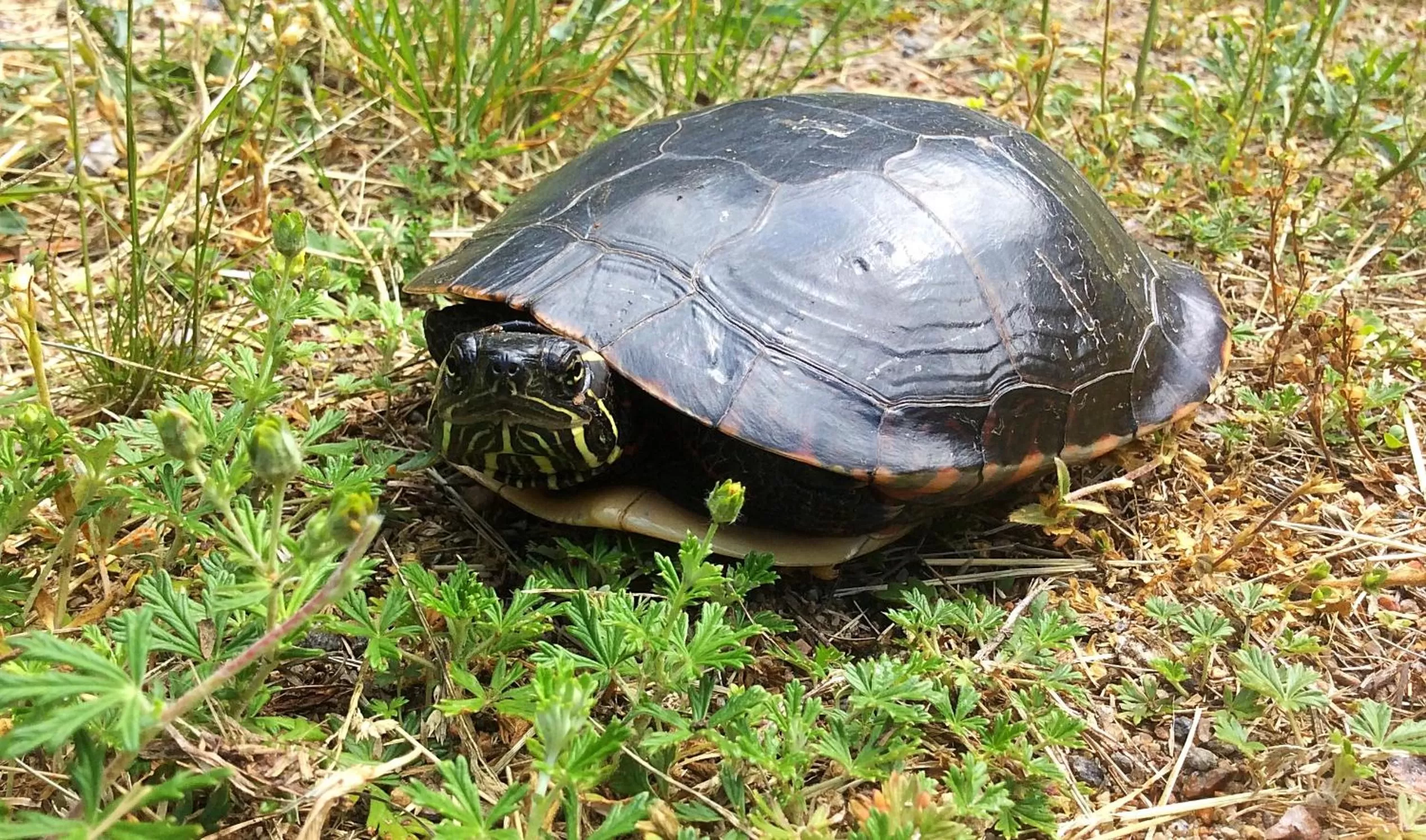 Animals in Madawaska Lodge