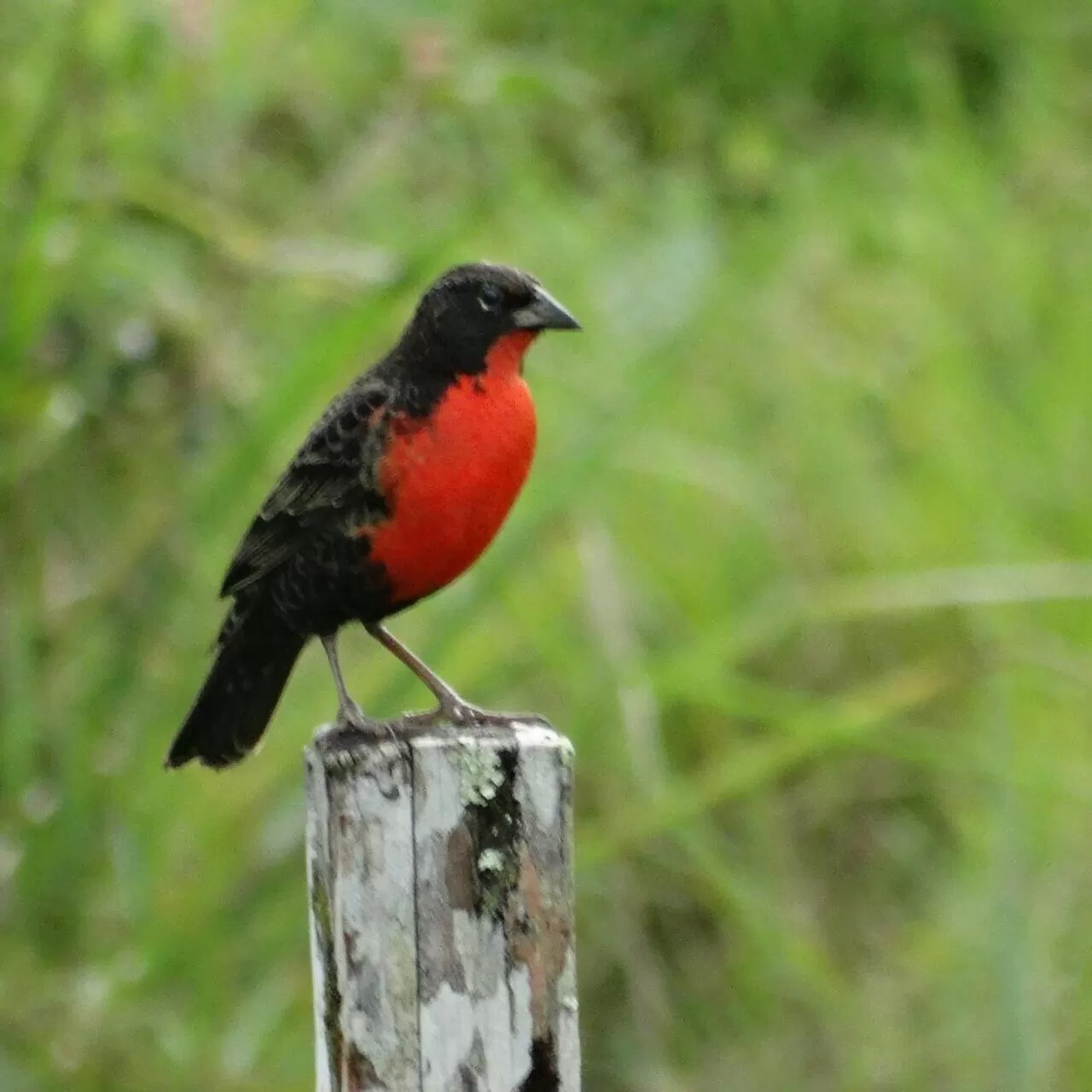 Activities, Other Animals in Posada Turística Rocas De Cabo Marzo