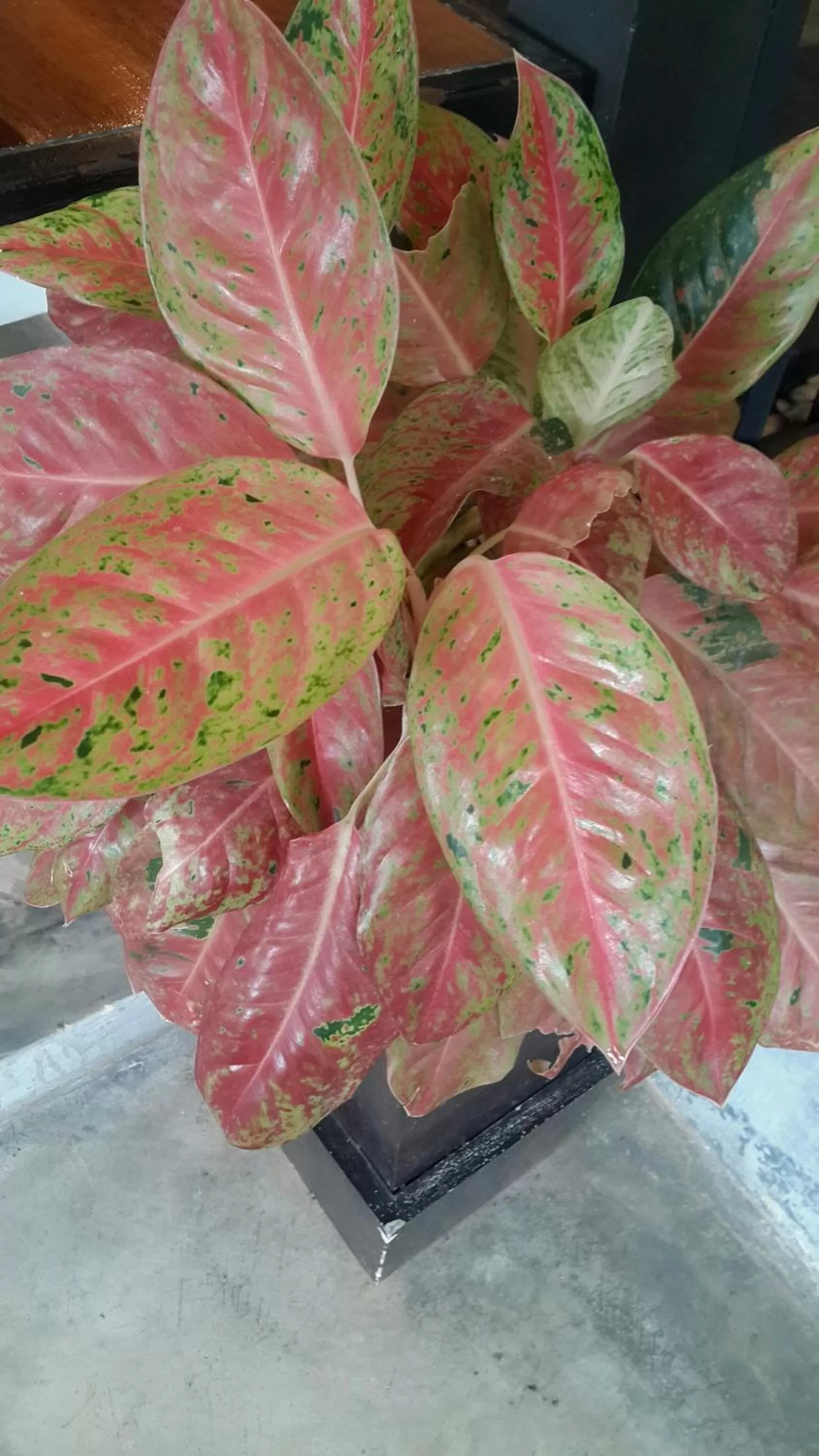 Landmark view in The Fong Krabi resort