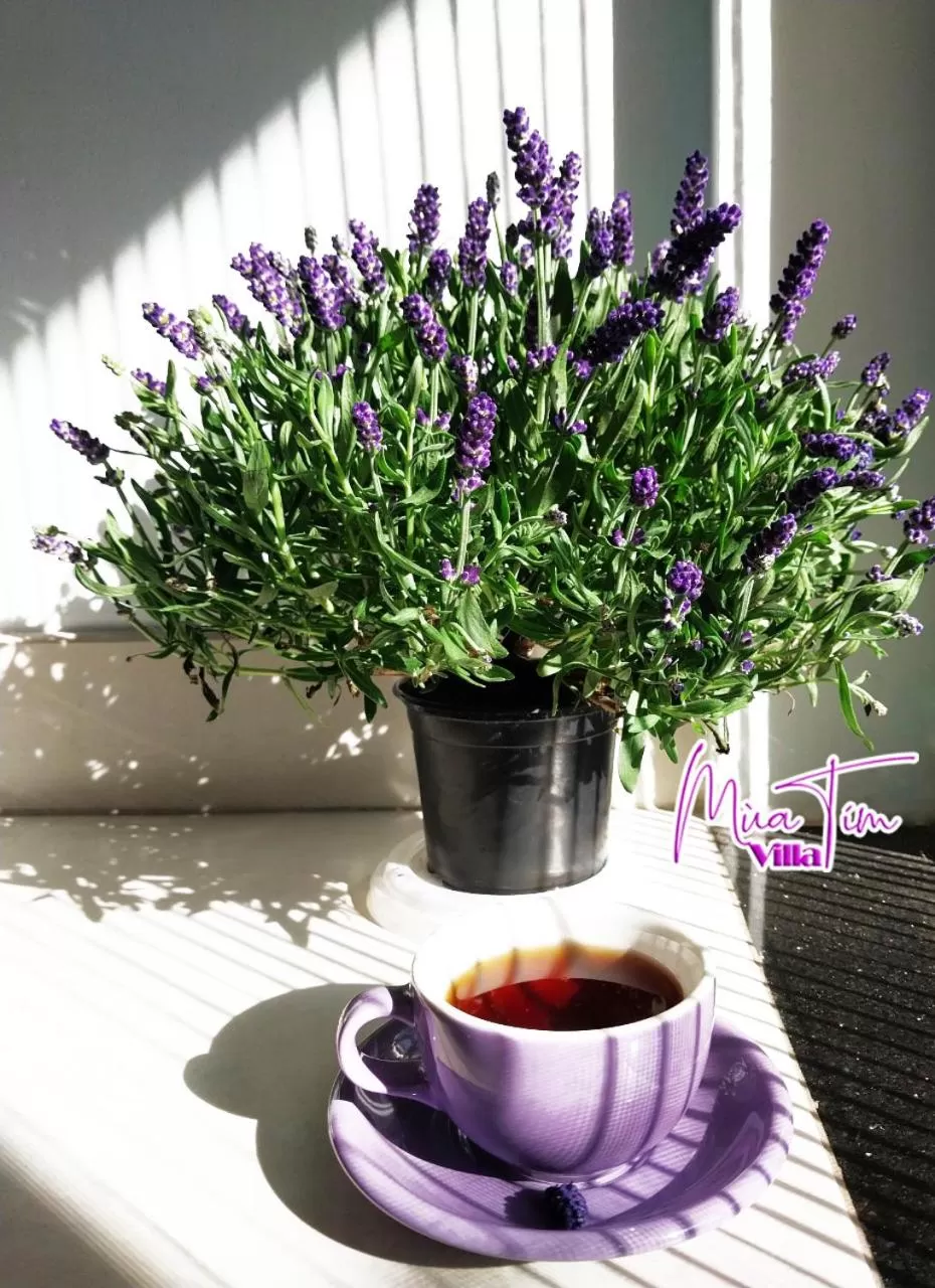 Food and drinks in Mùa Tím Villa