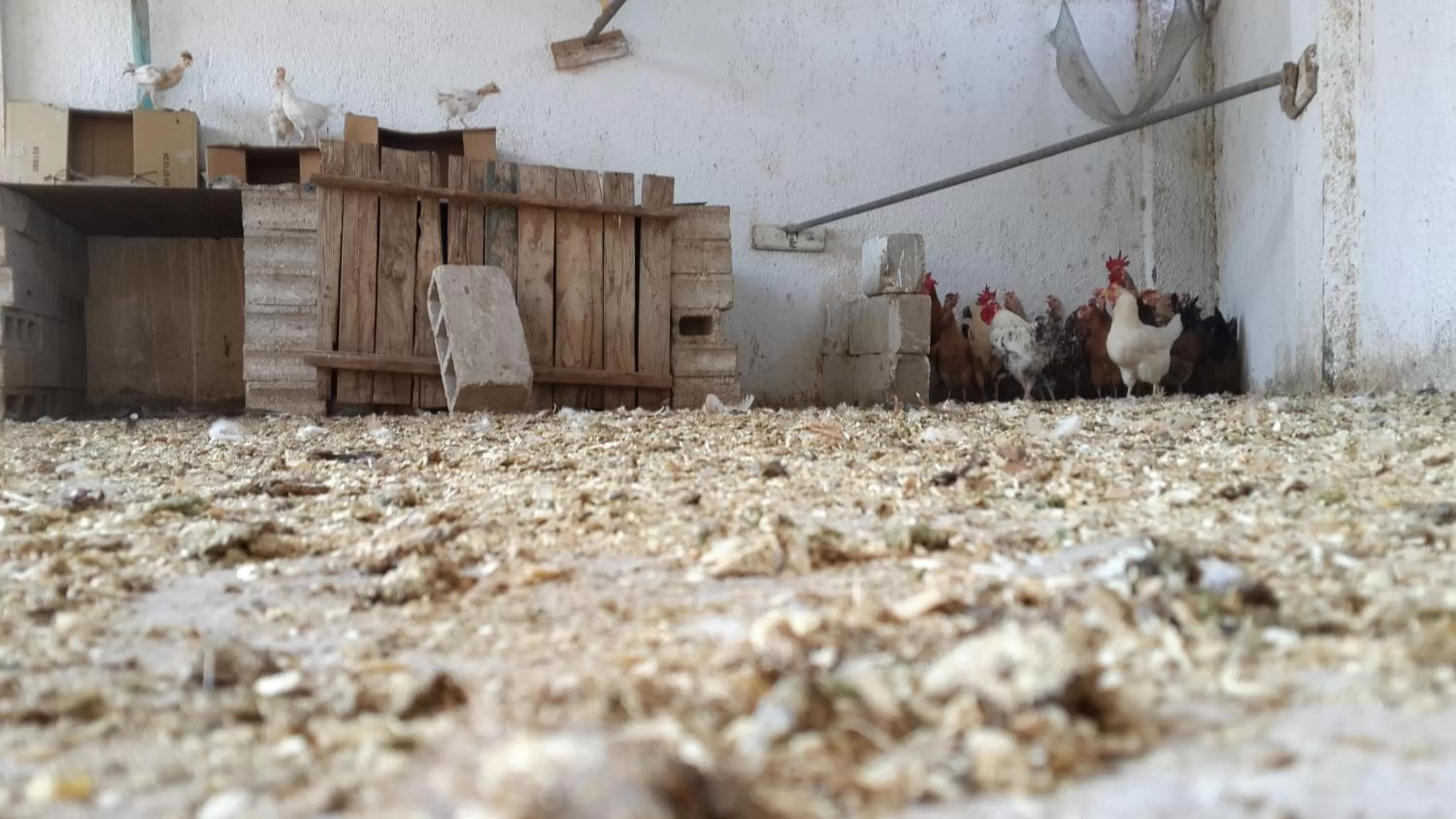 Garden in Auberg-Inn Guesthouse