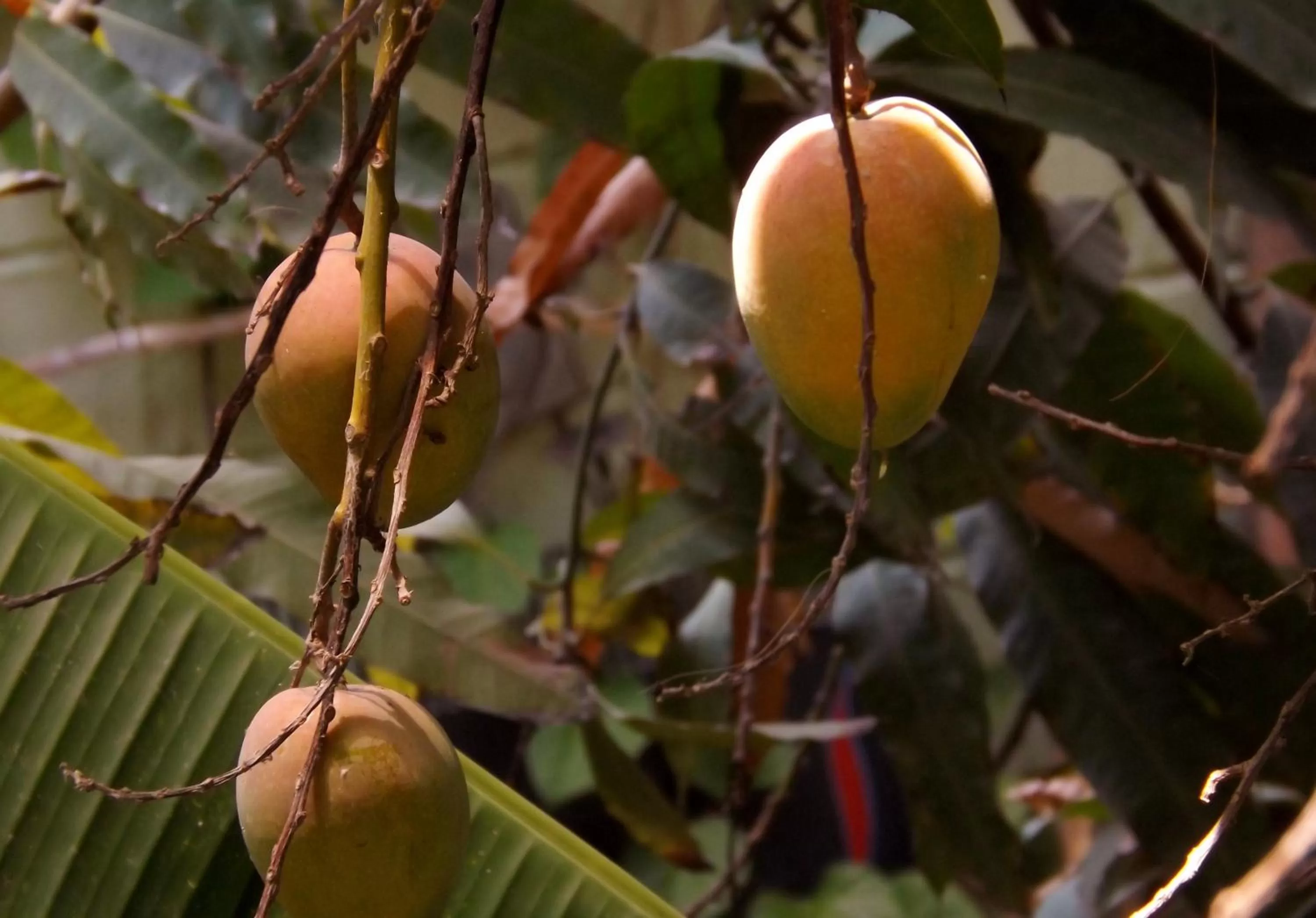 Garden in Hotel Posada Señor Mañana