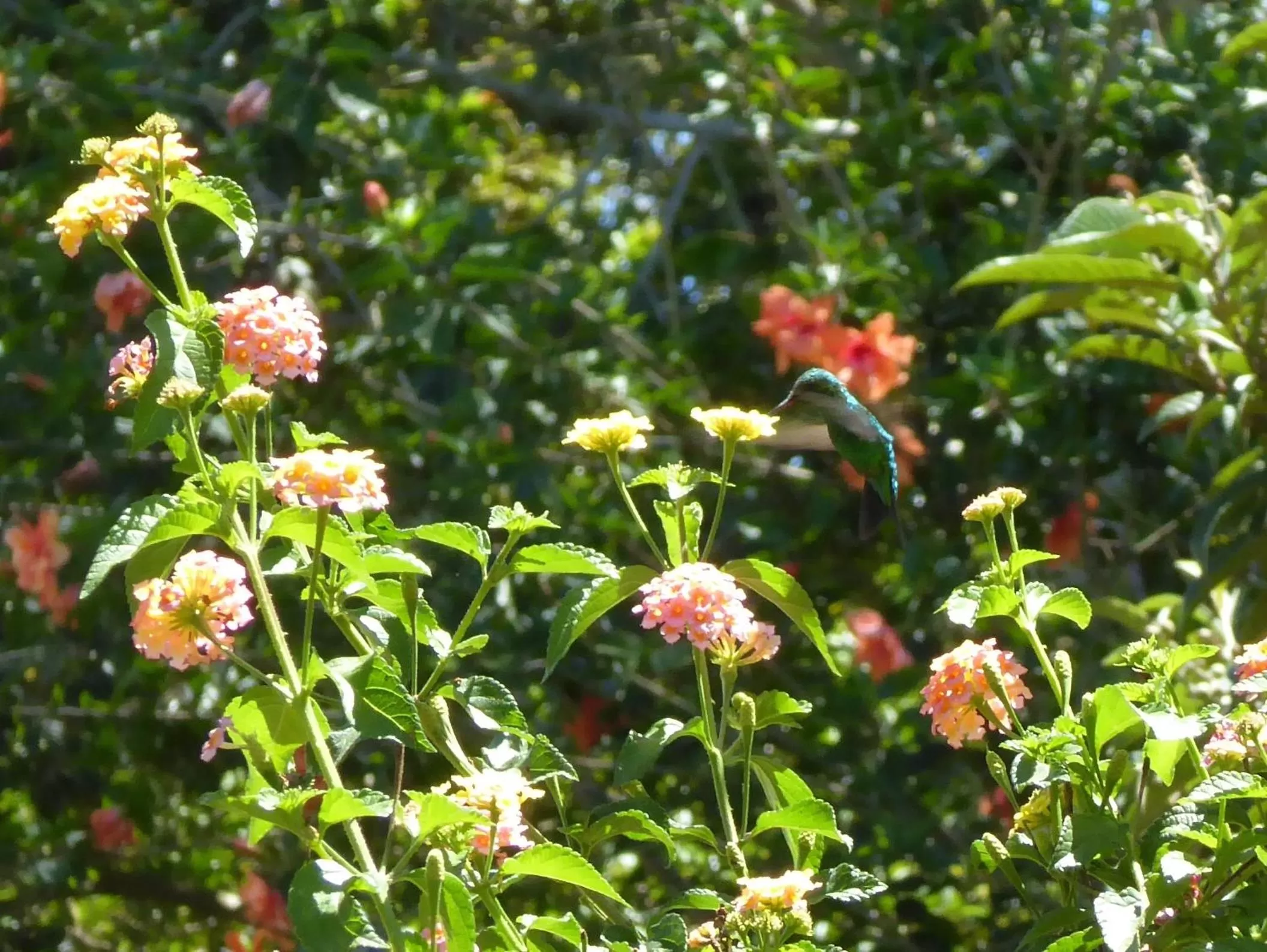 Animals in Finca El Cielo