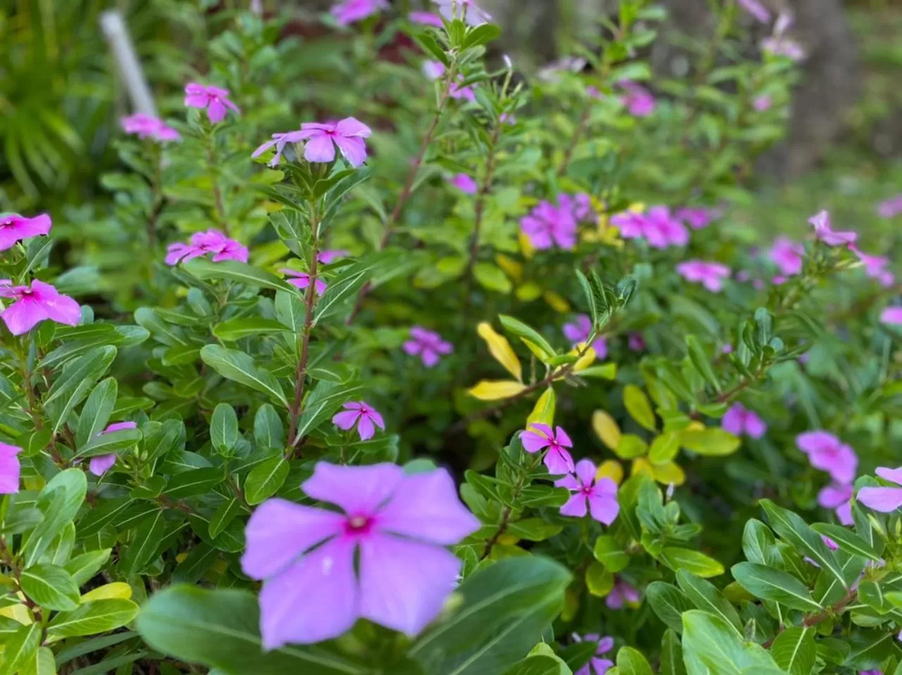 Villa Cajou chambres d'hôtes chez l'habitant et Zanzibar cottage