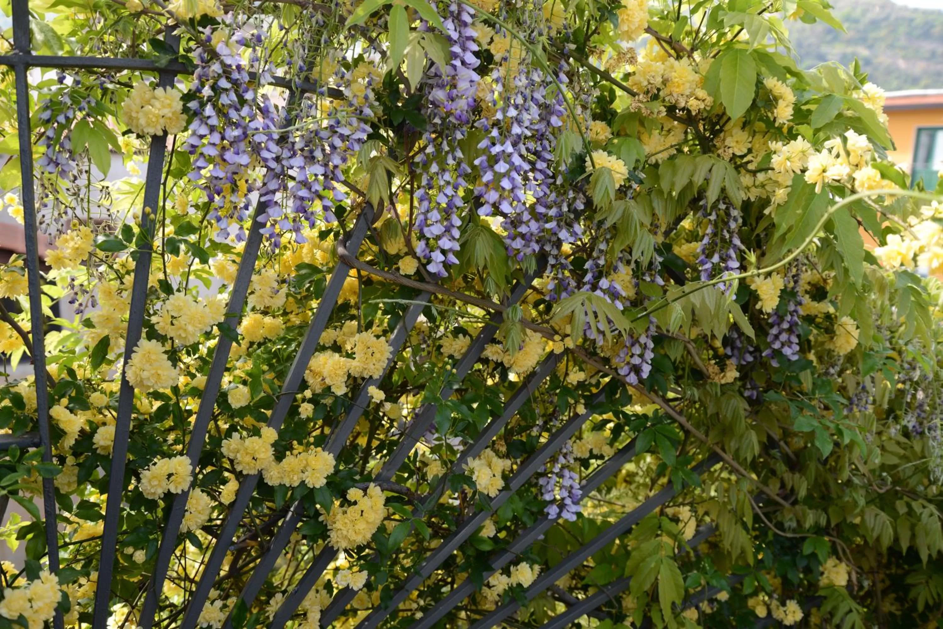 Spring in Hotel Rivoli Sorrento