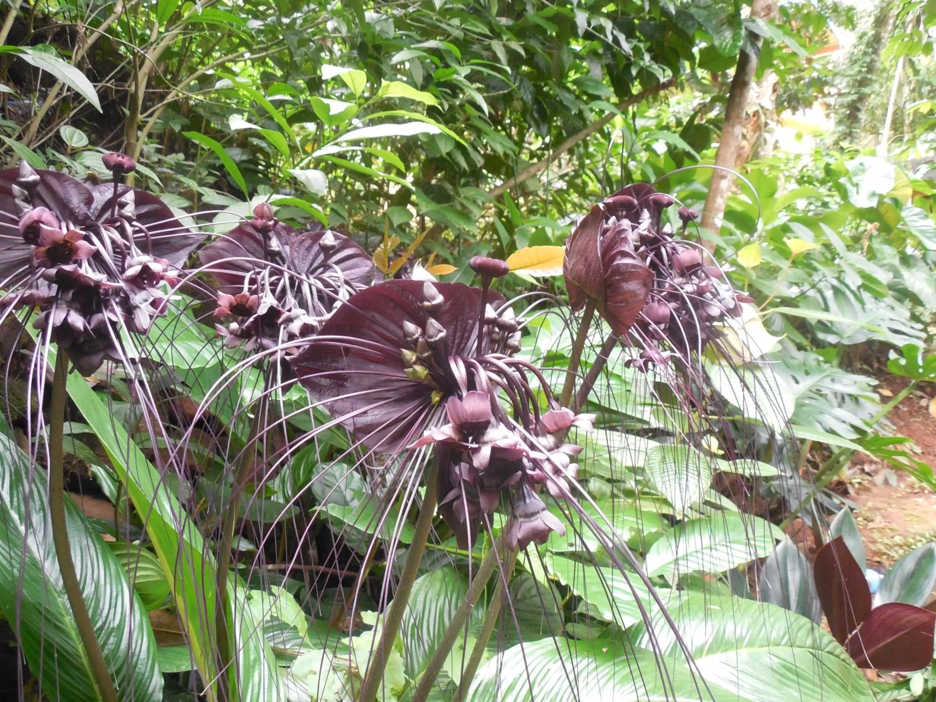 Garden in Le leopard d 'argent