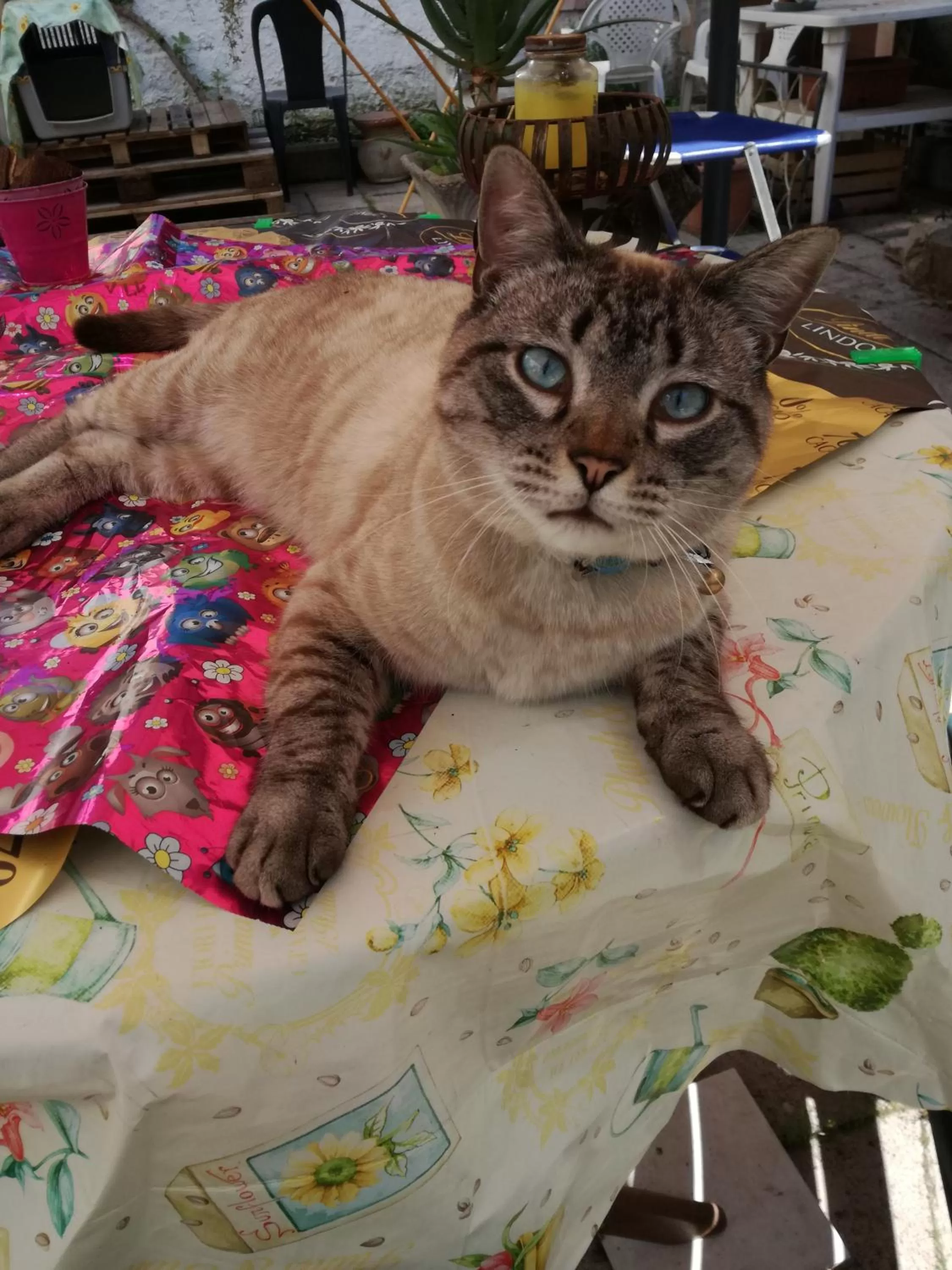 Pets in B&B Il Giardinetto Alghero