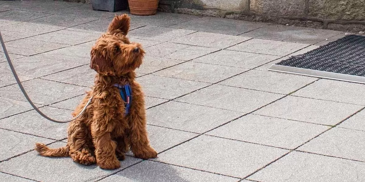 Property building, Pets in Cape Cornwall Club