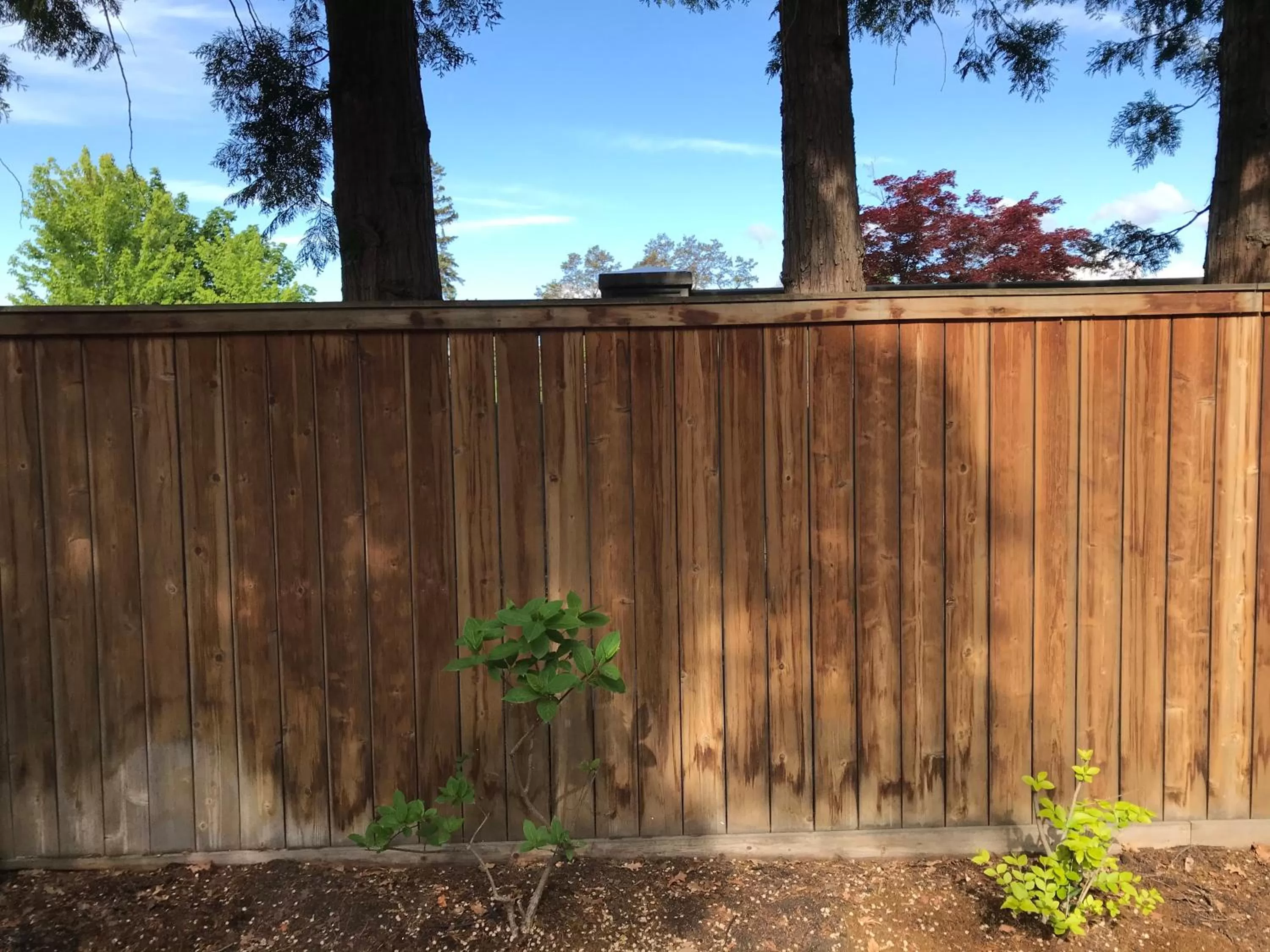 Garden in Stirling House