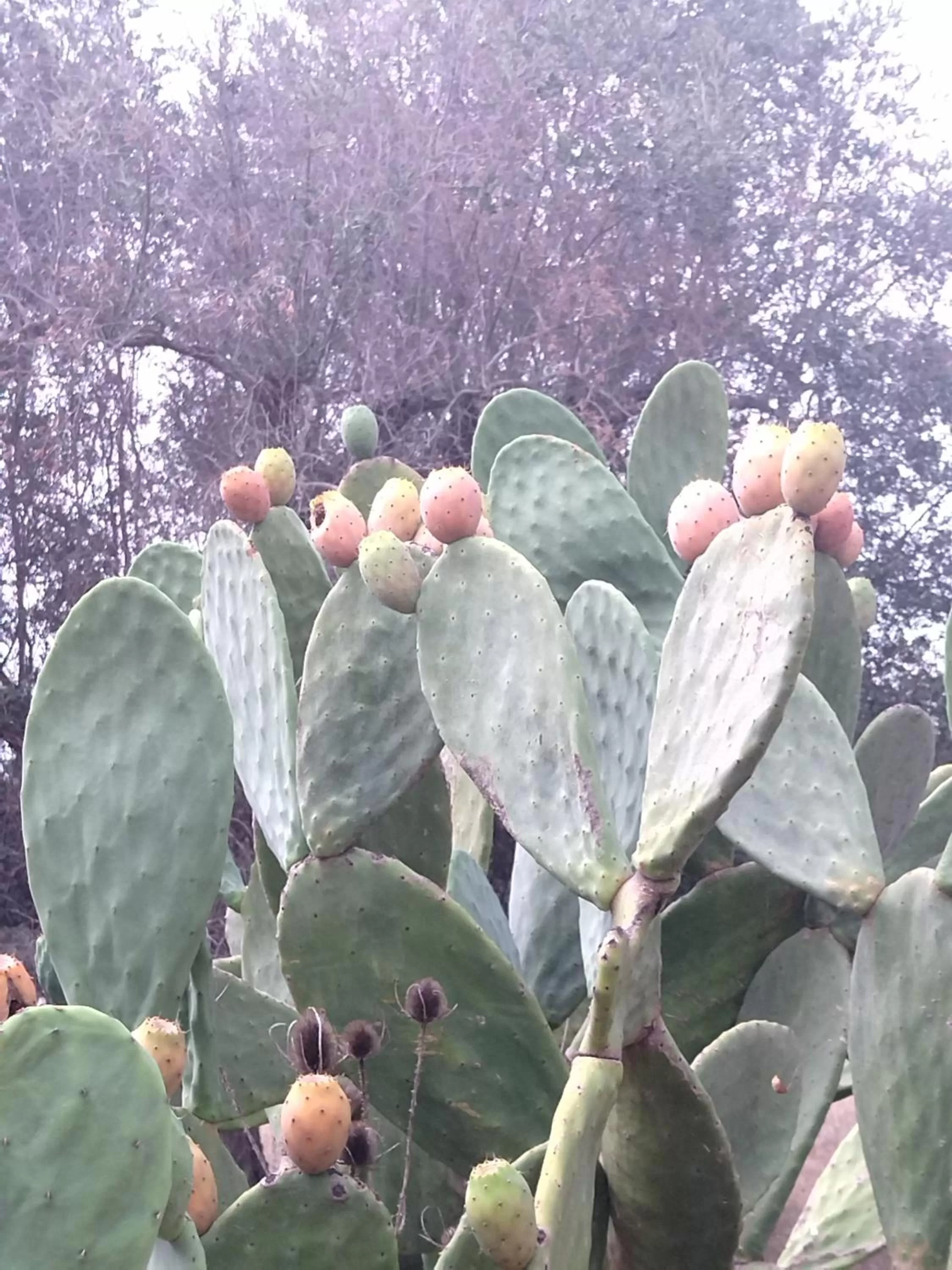 Garden in TRULLO CARMEN
