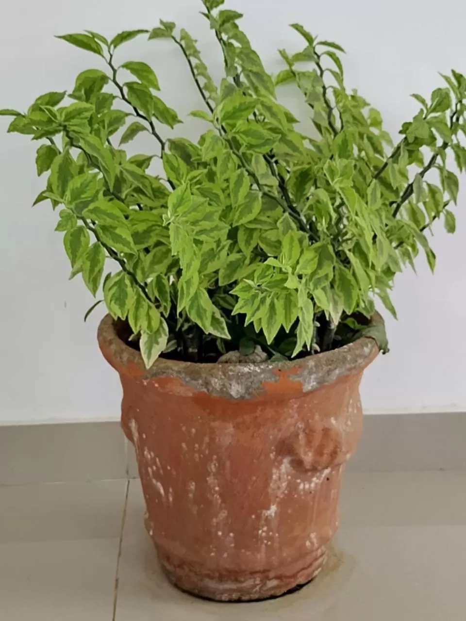 Decorative detail in 6 Park Retreat