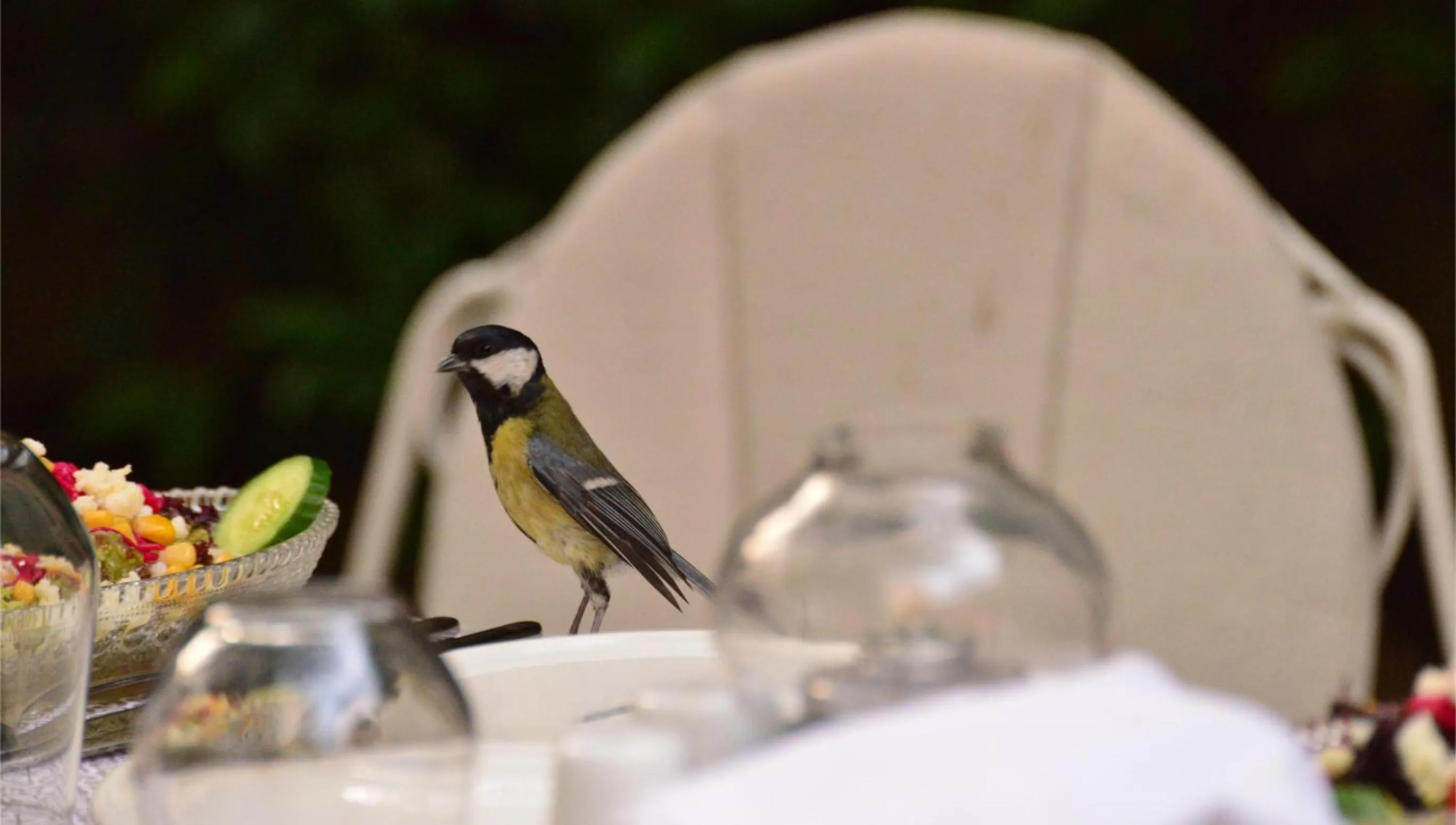 Garden in Kitapevi Hotel