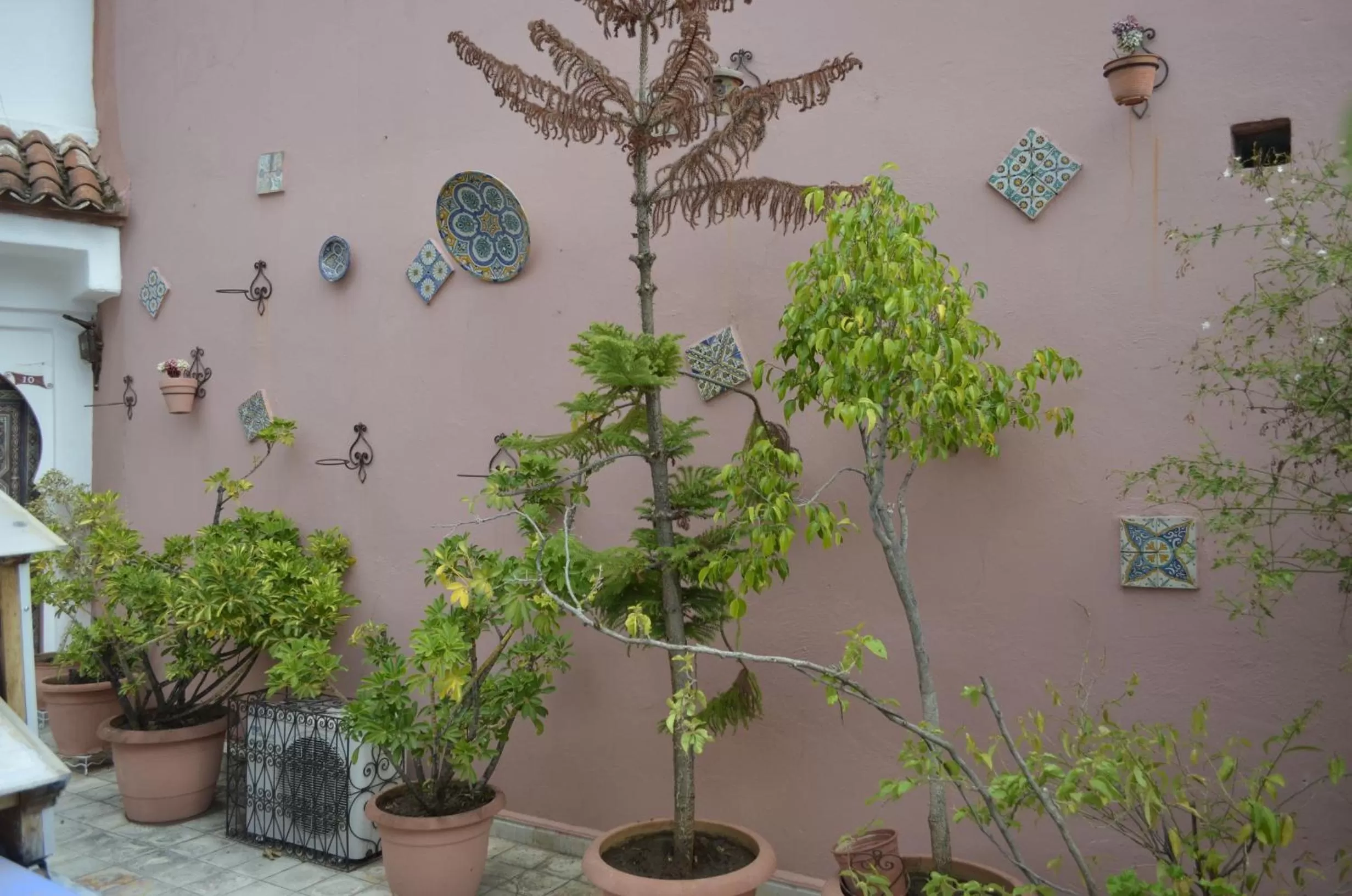 Garden in Dar Meziana